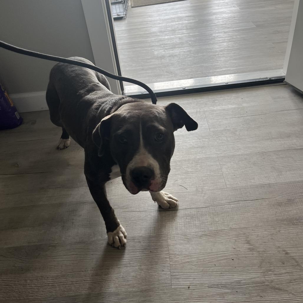 Nova, a Adoptable Pit Bull Terrier in Richmond Hill, GA image 4/6
