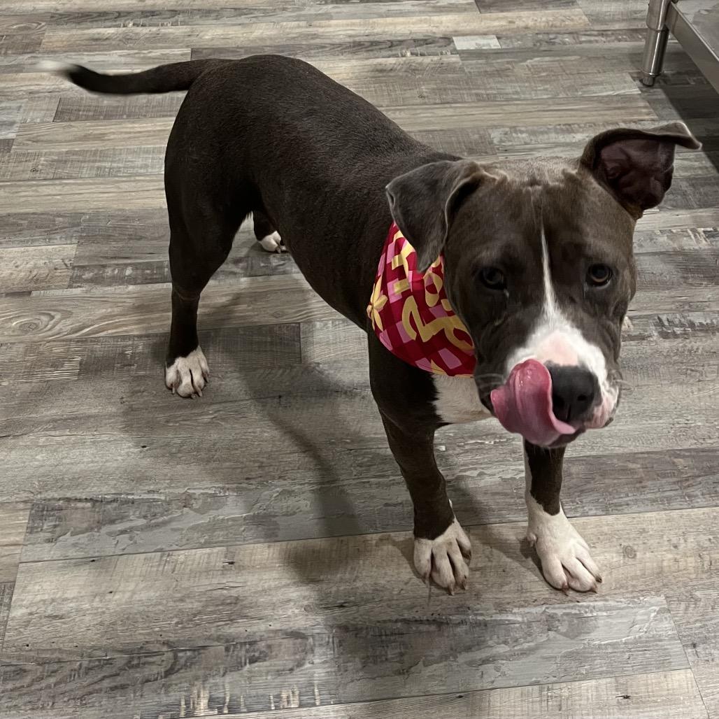 Nova, a Adoptable Pit Bull Terrier in Richmond Hill, GA image 5/6