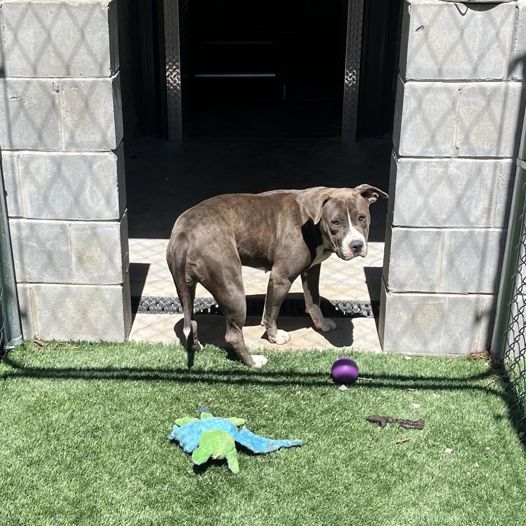 Nova, a Adoptable Pit Bull Terrier in Richmond Hill, GA image 6/6