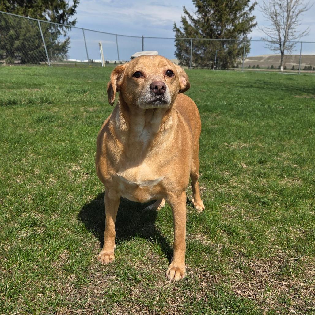 Jimmy Dean Sausage Link, Adoptable, Adult Male Chihuahua & Beagle.