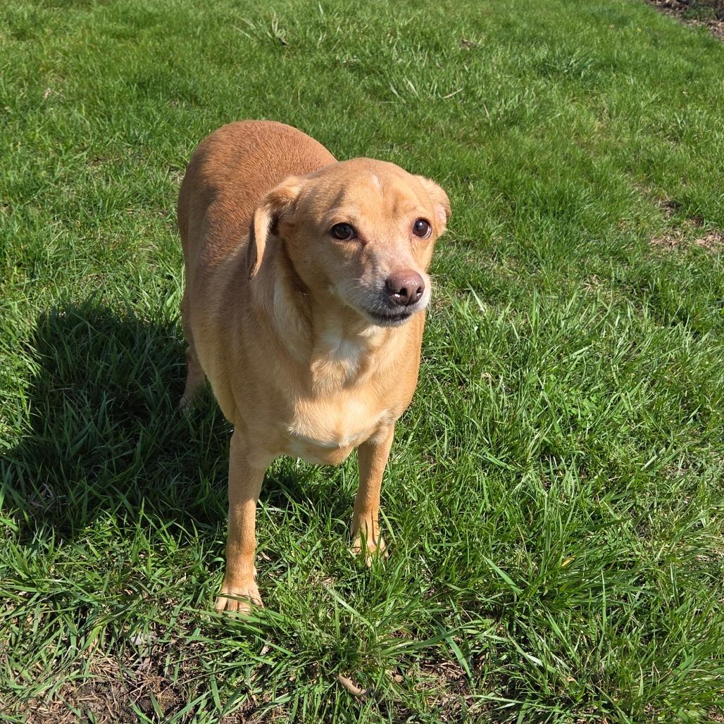 Jimmy Dean Sausage Link, a Adoptable mixed breed in Pontiac, IL image 2/6