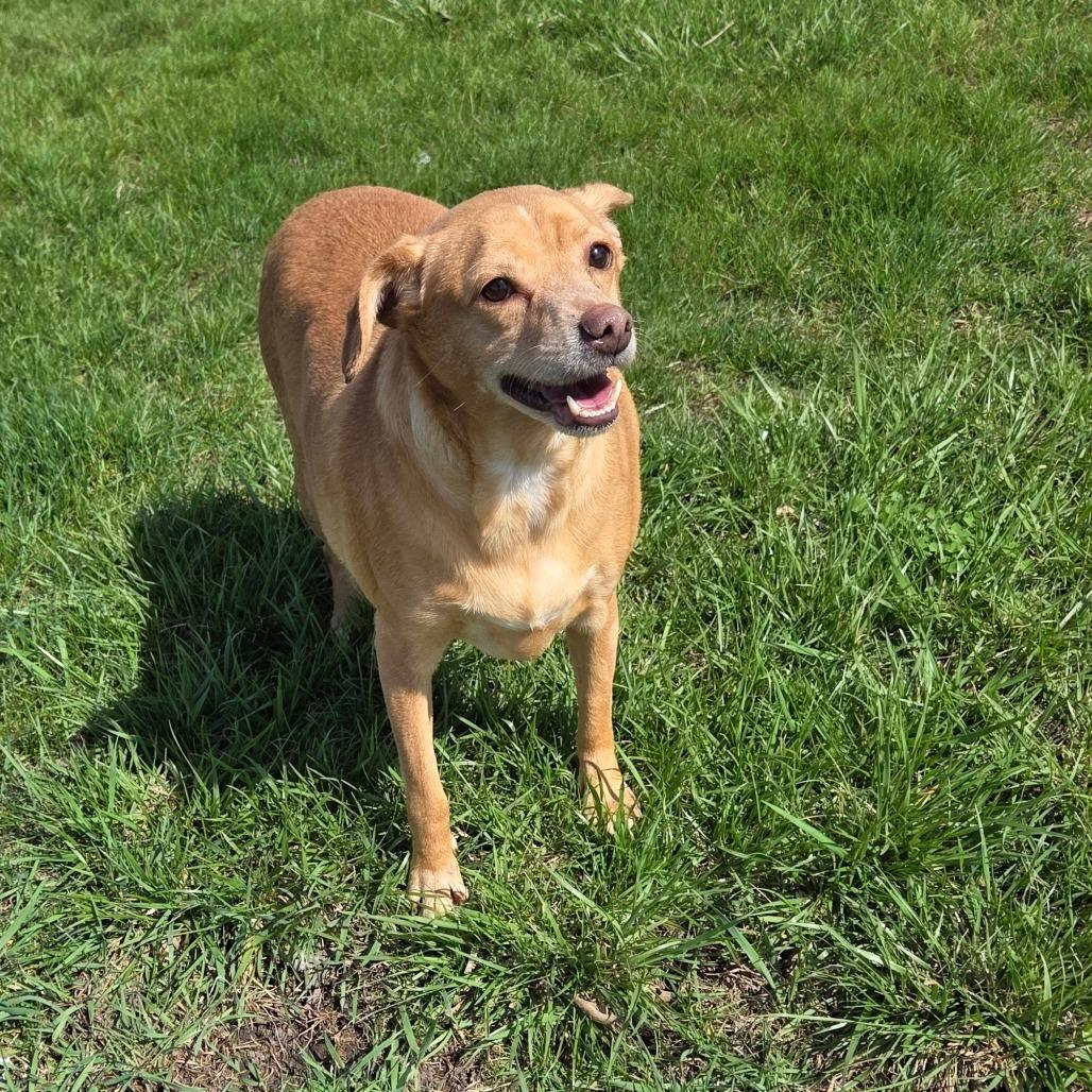 Jimmy Dean Sausage Link, a Adoptable mixed breed in Pontiac, IL image 3/6