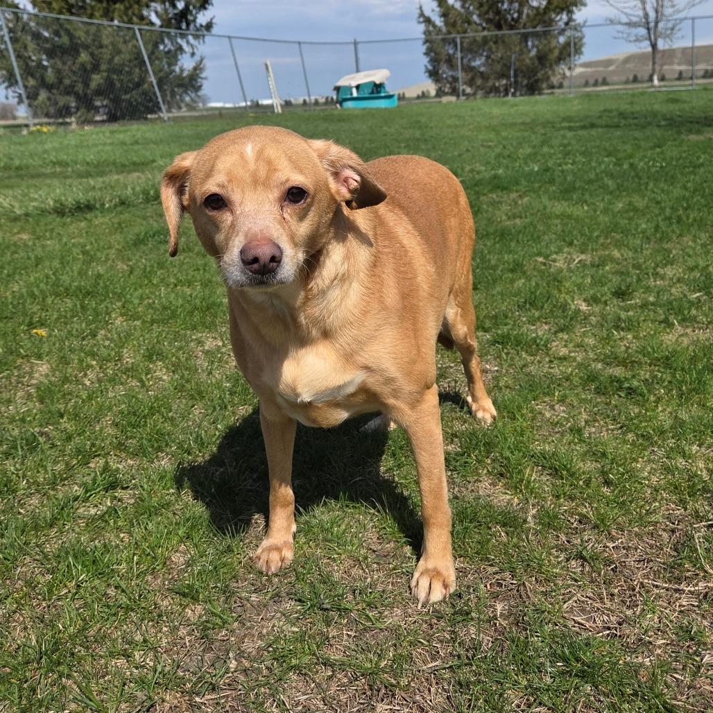 Jimmy Dean Sausage Link, a Adoptable mixed breed in Pontiac, IL image 4/6