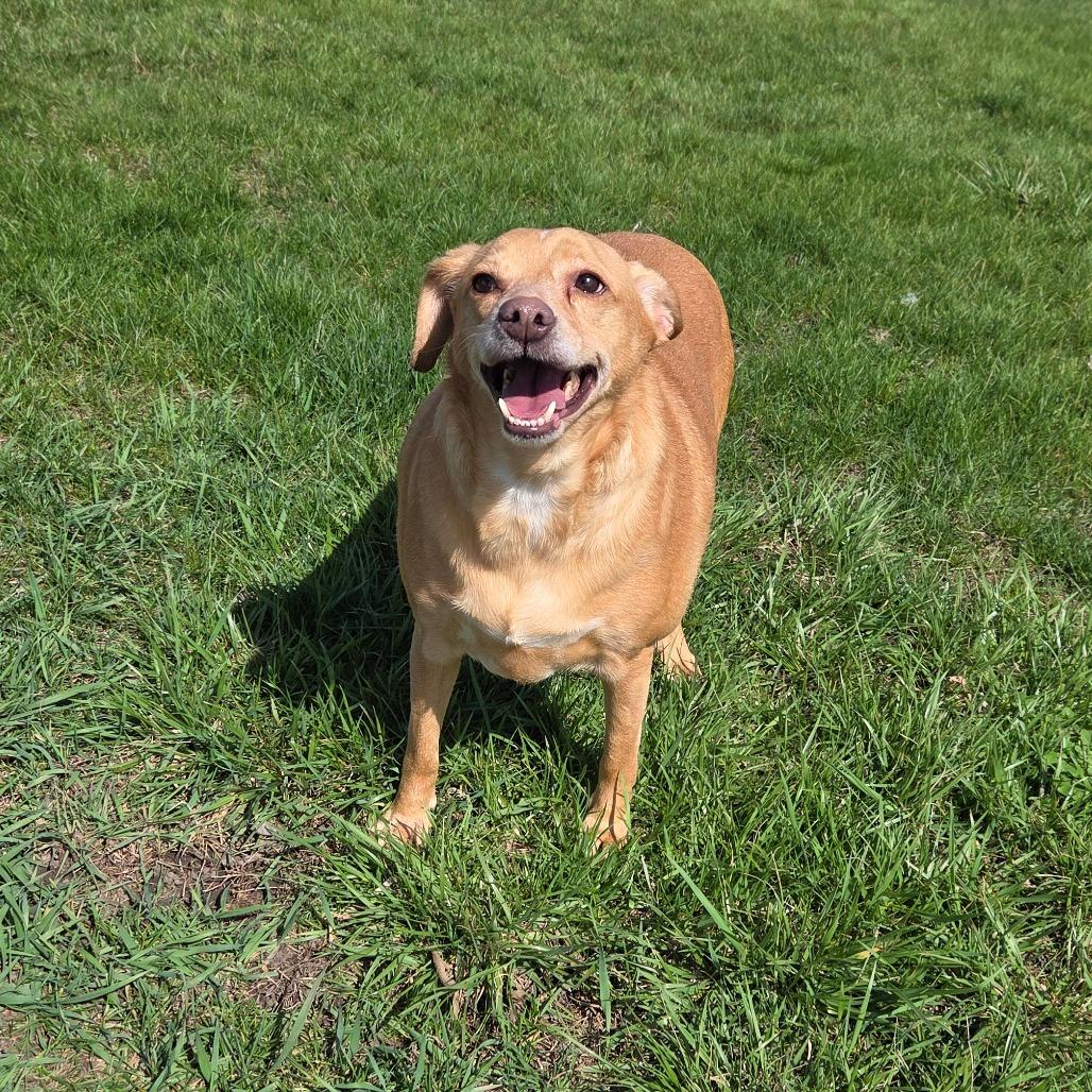 Jimmy Dean Sausage Link, a Adoptable mixed breed in Pontiac, IL image 5/6
