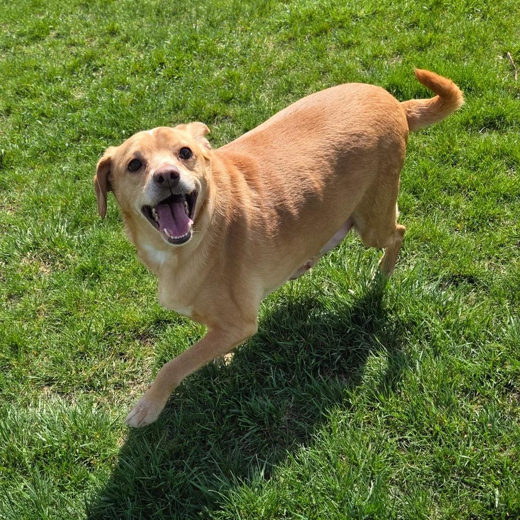 Jimmy Dean Sausage Link, a Adoptable mixed breed in Pontiac, IL image 6/6
