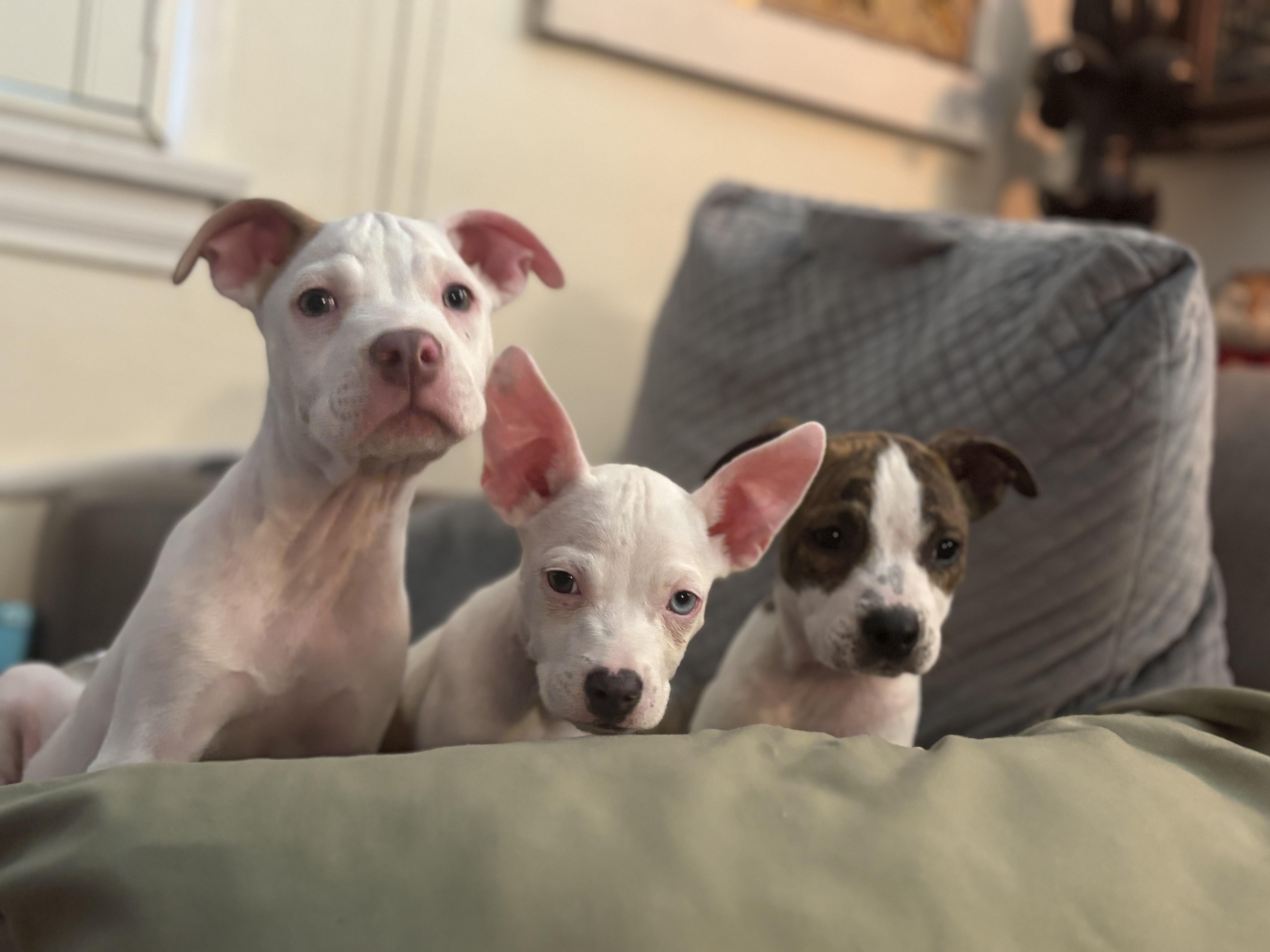 Enlarge Pups...Piggy, Winnie and Spreckles, a ADOPTABLE mixed breed in Metairie, LA image 6/6