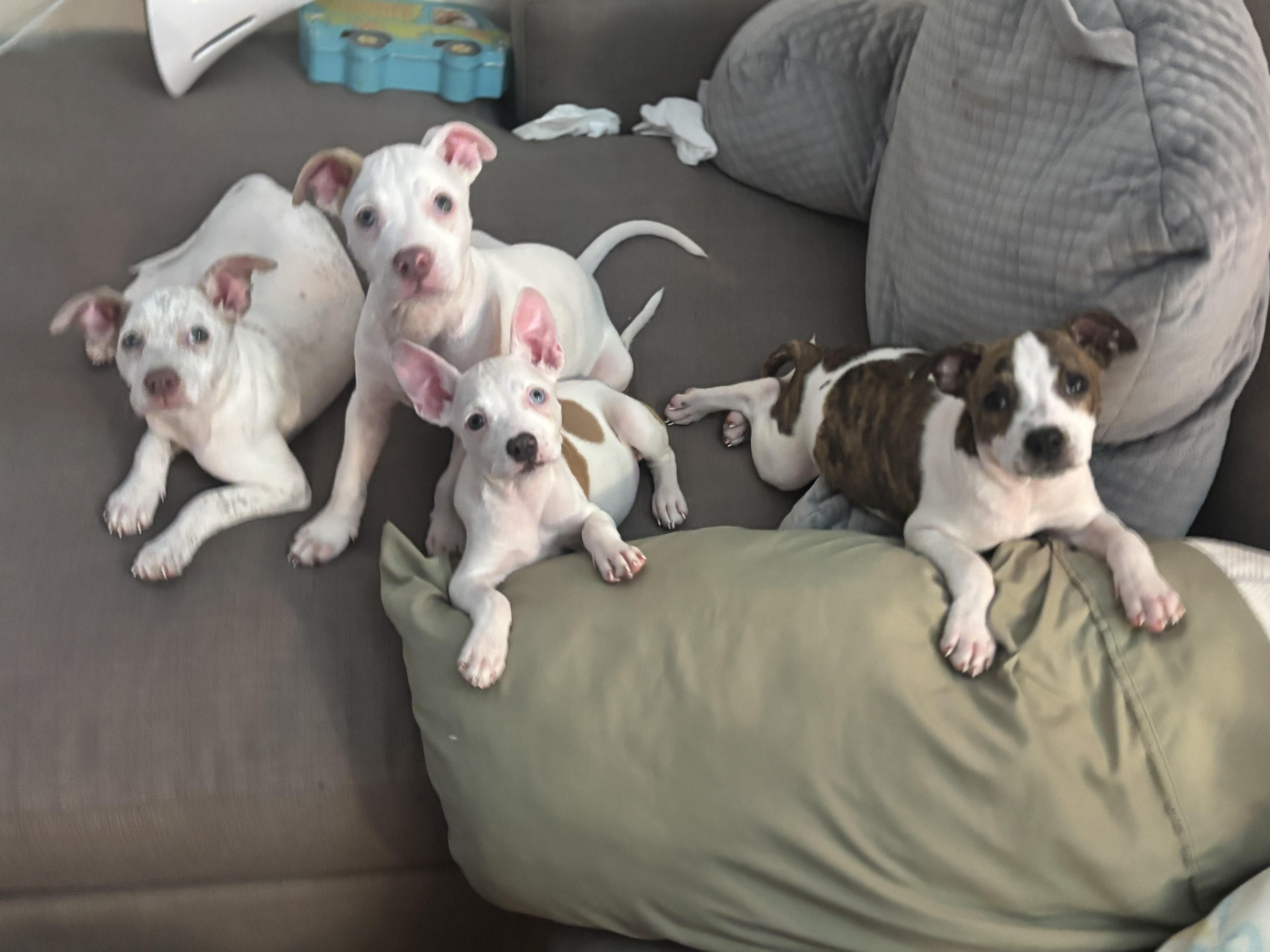 Enlarge Pups...Piggy, Winnie and Spreckles, a ADOPTABLE mixed breed in Metairie, LA image 2/6
