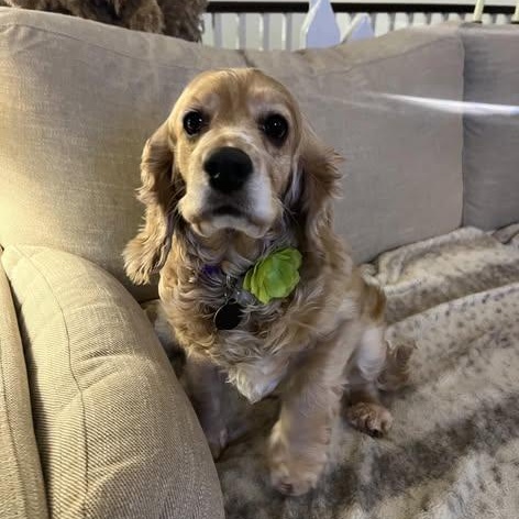 Rose, ADOPTABLE, Adult Female Cocker Spaniel.