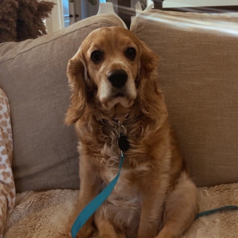 Enlarge Rose, a ADOPTABLE Cocker Spaniel in St Thomas, ON image 3/4