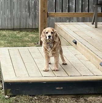 Enlarge Rose, a ADOPTABLE Cocker Spaniel in St Thomas, ON image 2/4