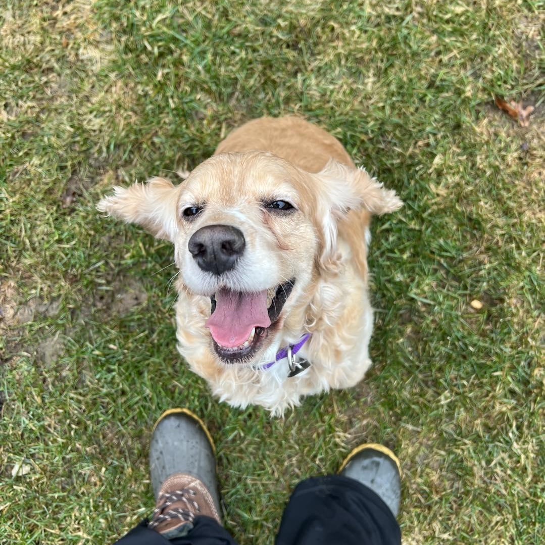 Enlarge Rose, a ADOPTABLE Cocker Spaniel in St Thomas, ON image 4/4