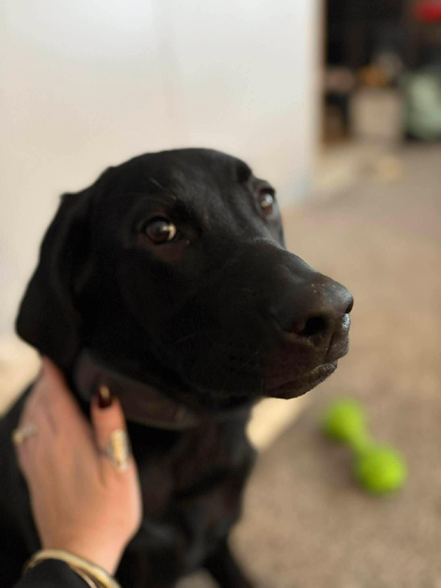 Enlarge Freyja, an adopted Black Labrador Retriever in Sawyer, ND image 4/6