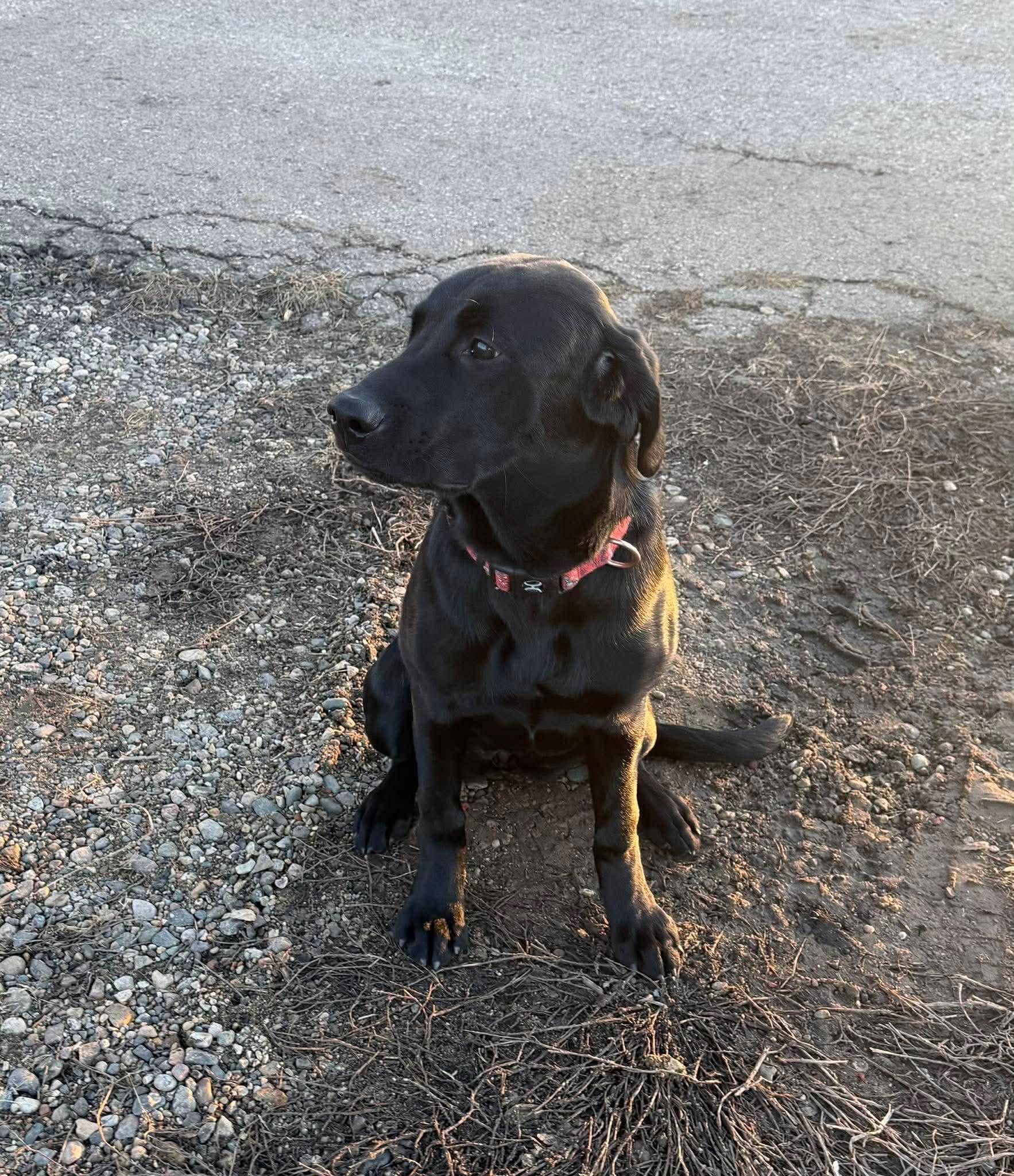 Enlarge Freyja, an adopted Black Labrador Retriever in Sawyer, ND image 1/6