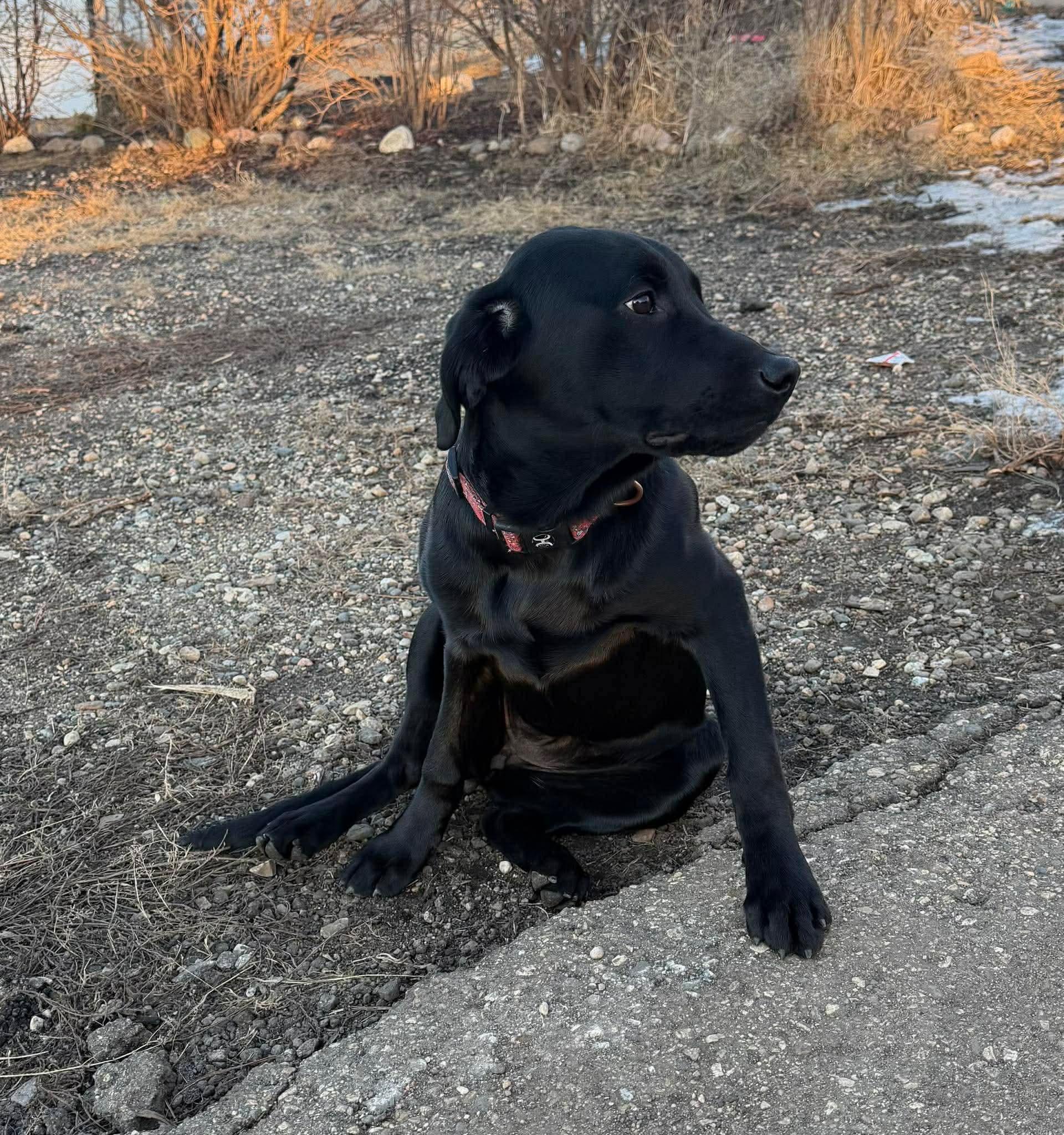 Enlarge Freyja, an adopted Black Labrador Retriever in Sawyer, ND image 6/6