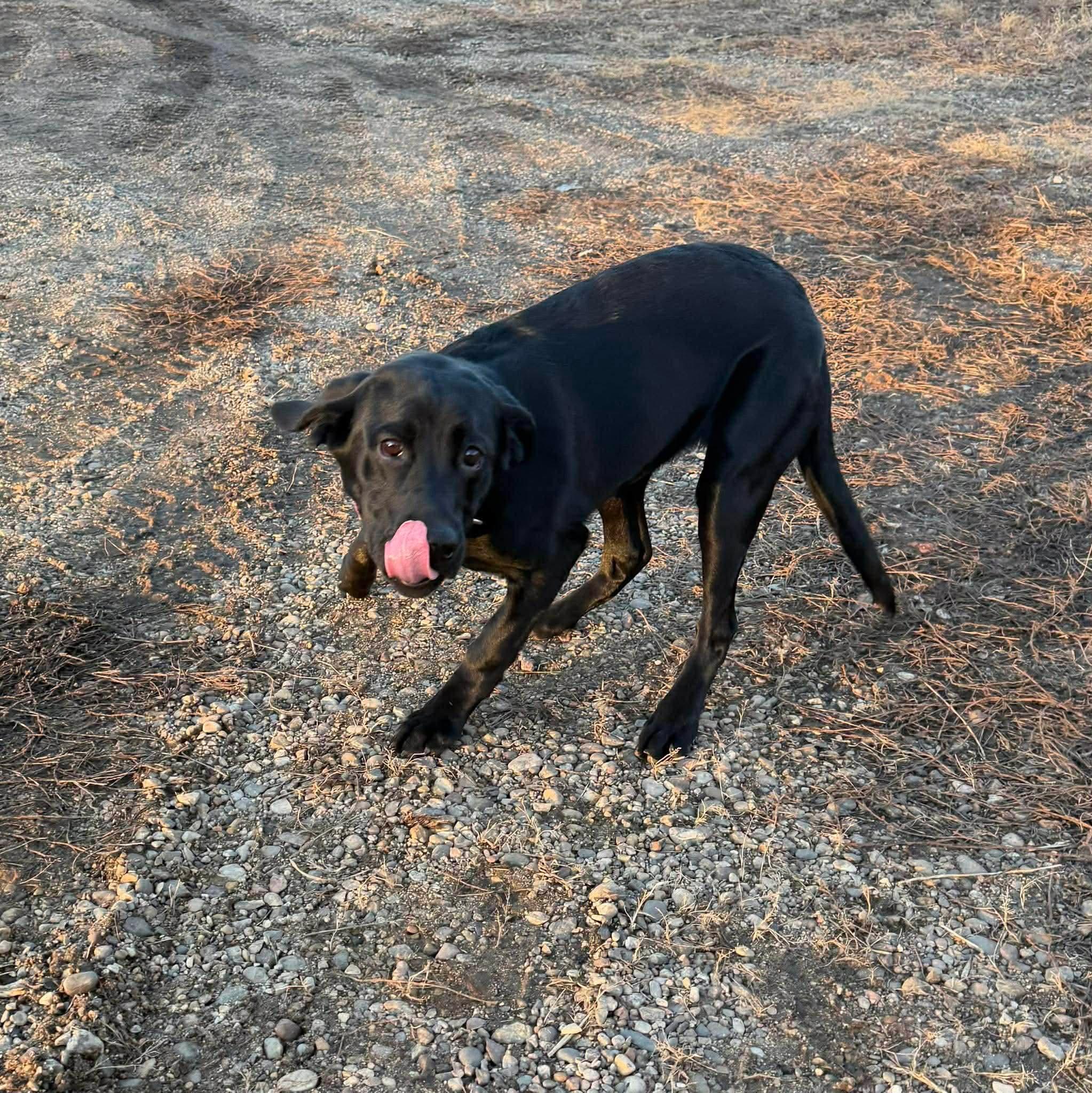 Enlarge Freyja, an adopted Black Labrador Retriever in Sawyer, ND image 3/6