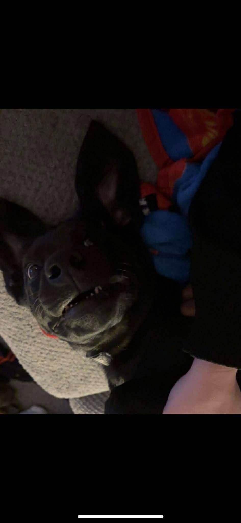 Enlarge Freyja, an adopted Black Labrador Retriever in Sawyer, ND image 5/6