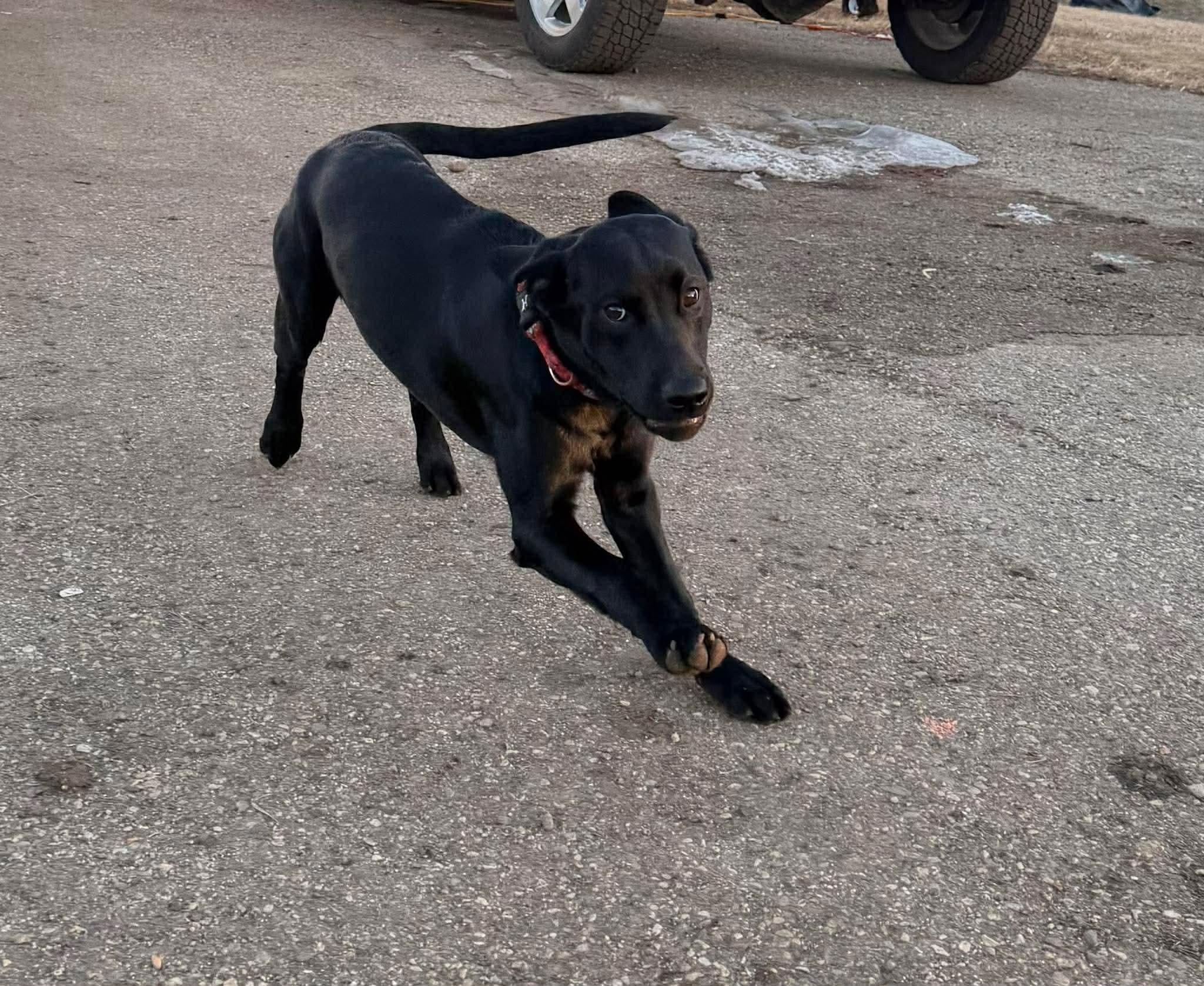 Enlarge Freyja, an adopted Black Labrador Retriever in Sawyer, ND image 2/6