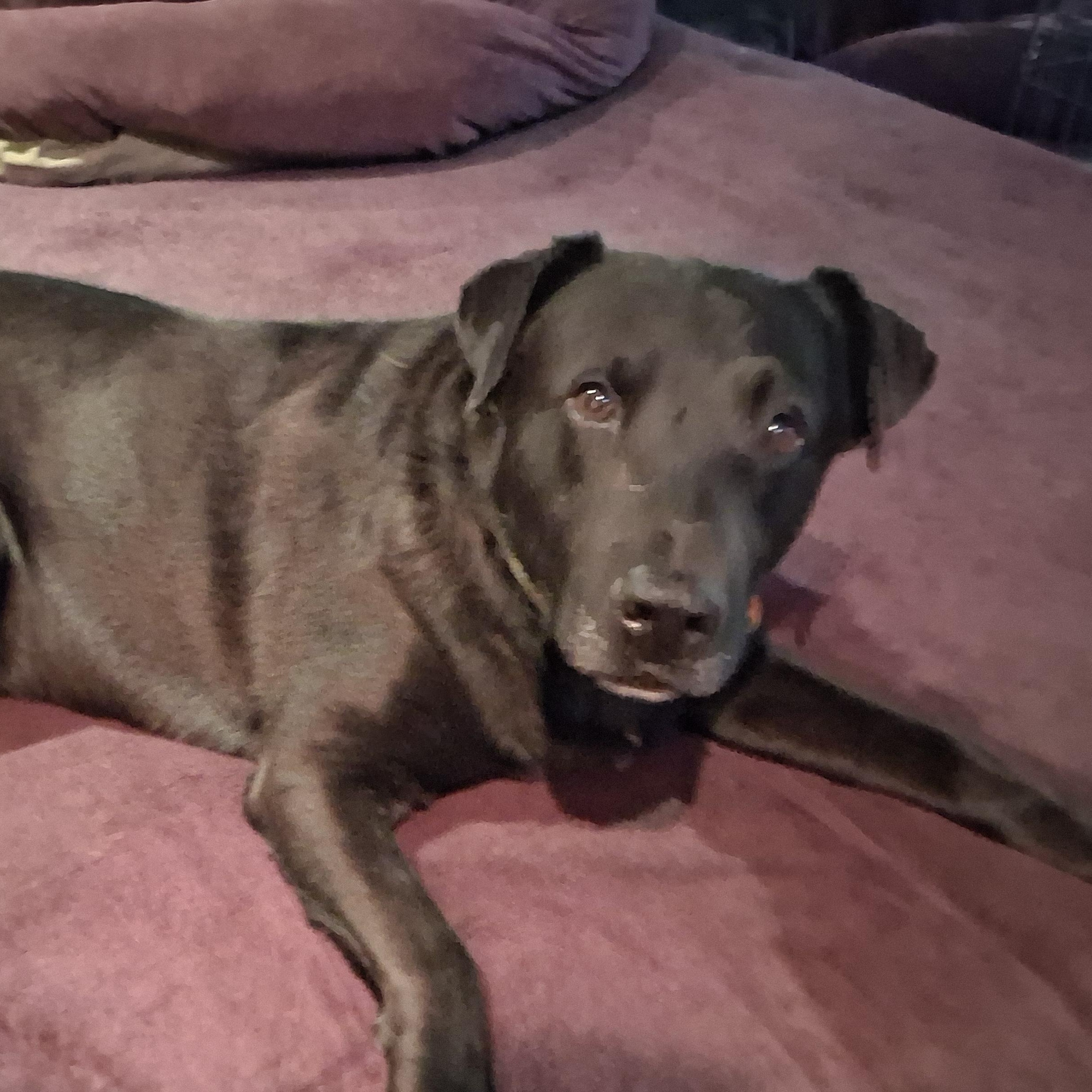 Buster, a ADOPTABLE mixed breed in North Jackson, OH image 4/5