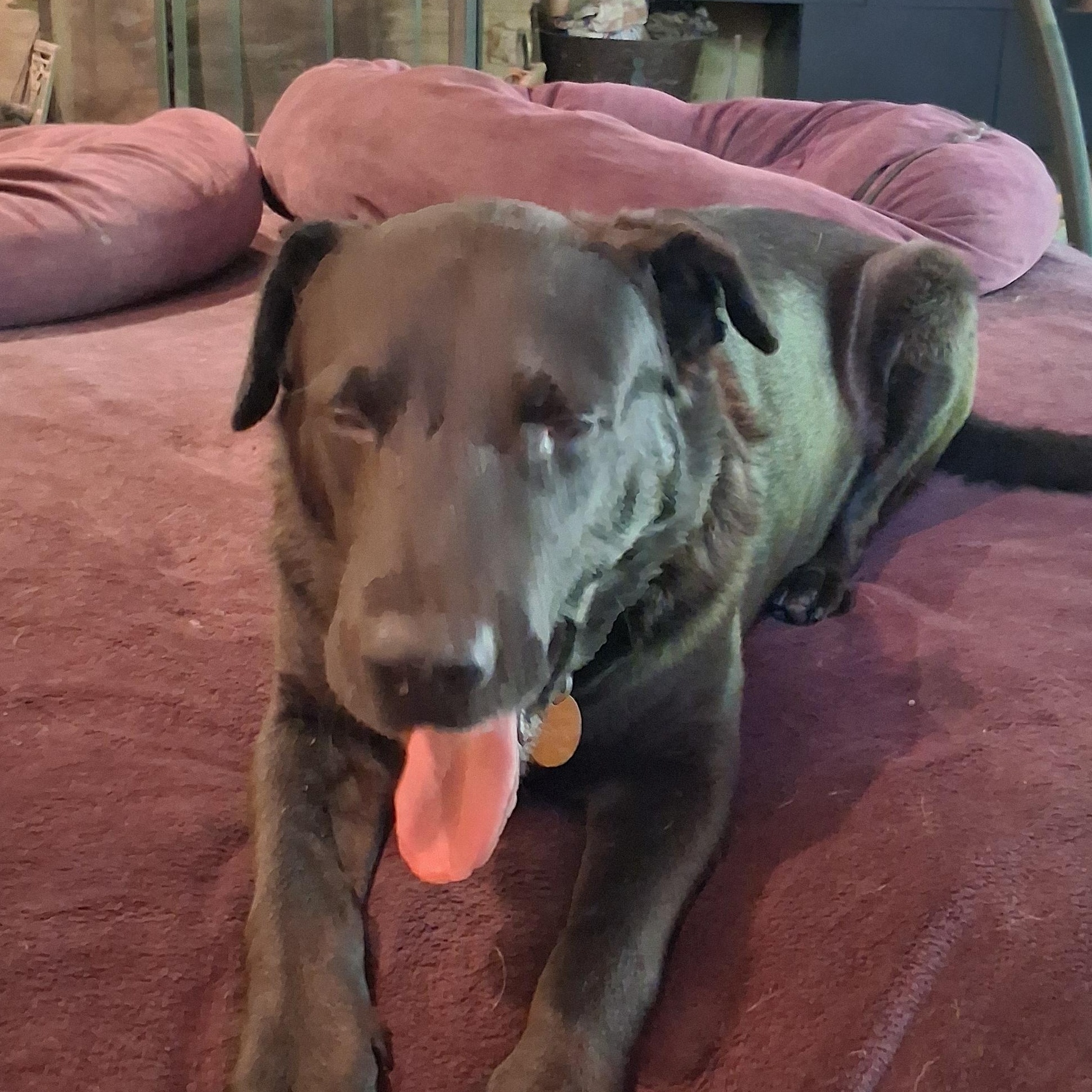 Buster, a ADOPTABLE mixed breed in North Jackson, OH image 3/5