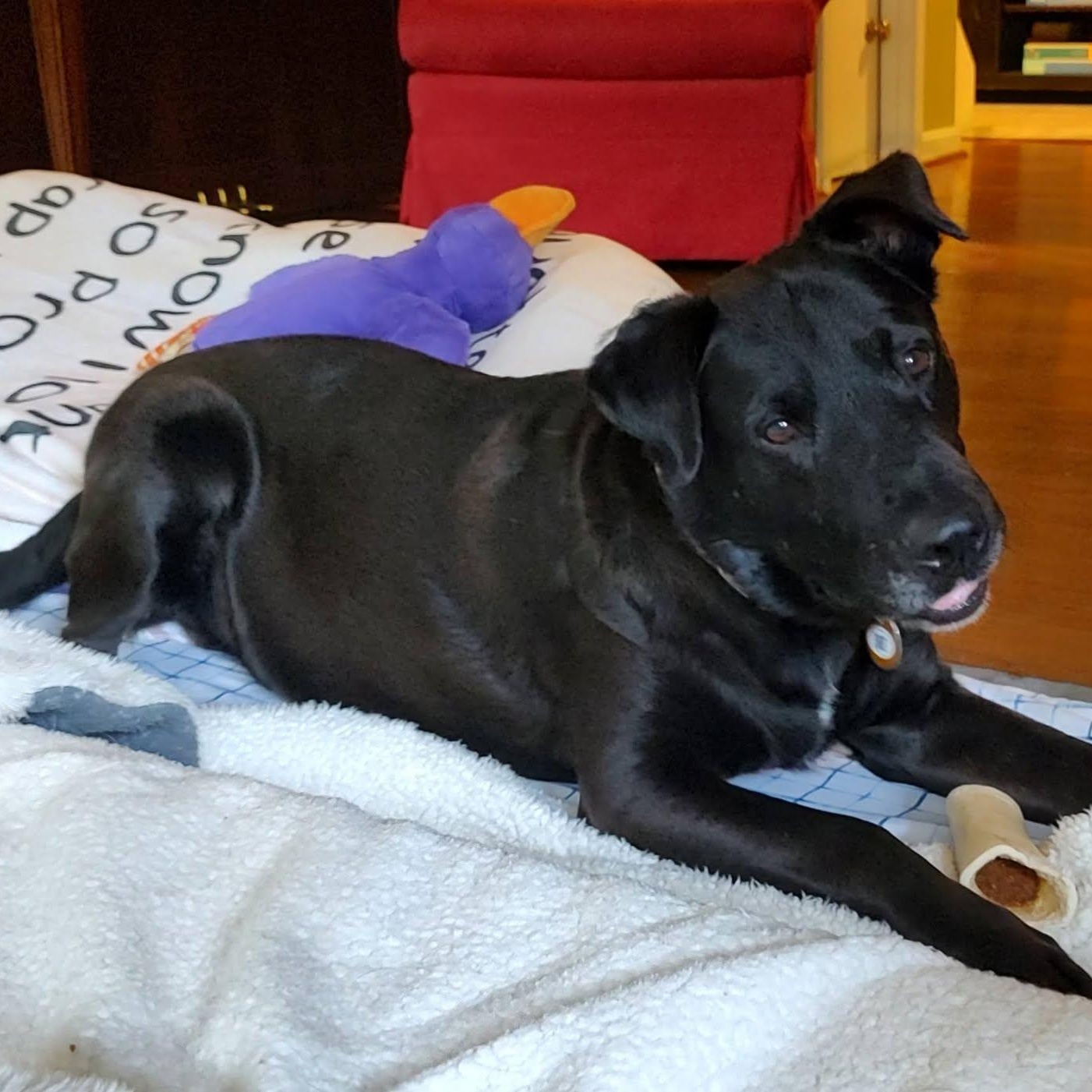 Buster, ADOPTABLE, Young Male Black Labrador Retriever.