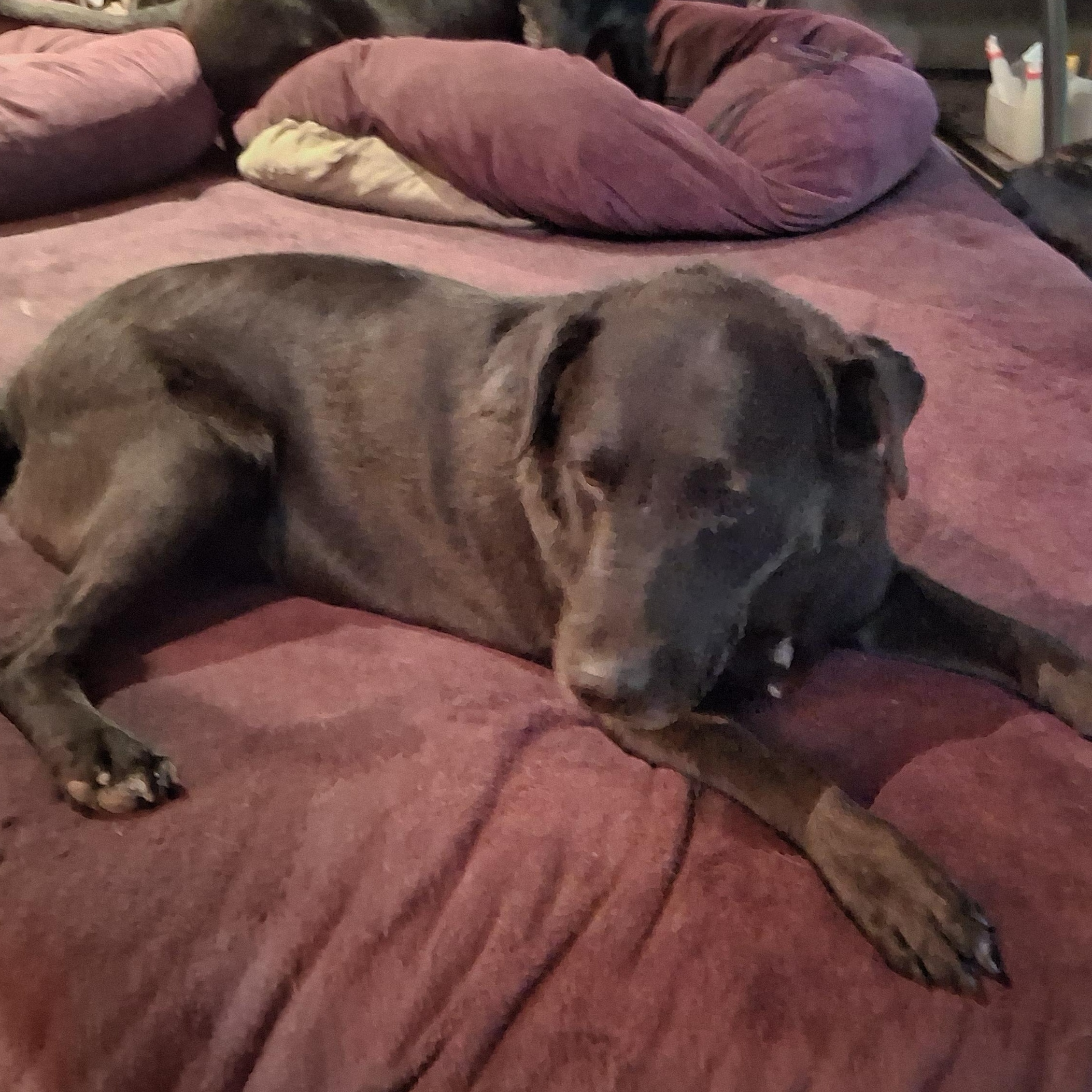 Buster, a ADOPTABLE mixed breed in North Jackson, OH image 5/5