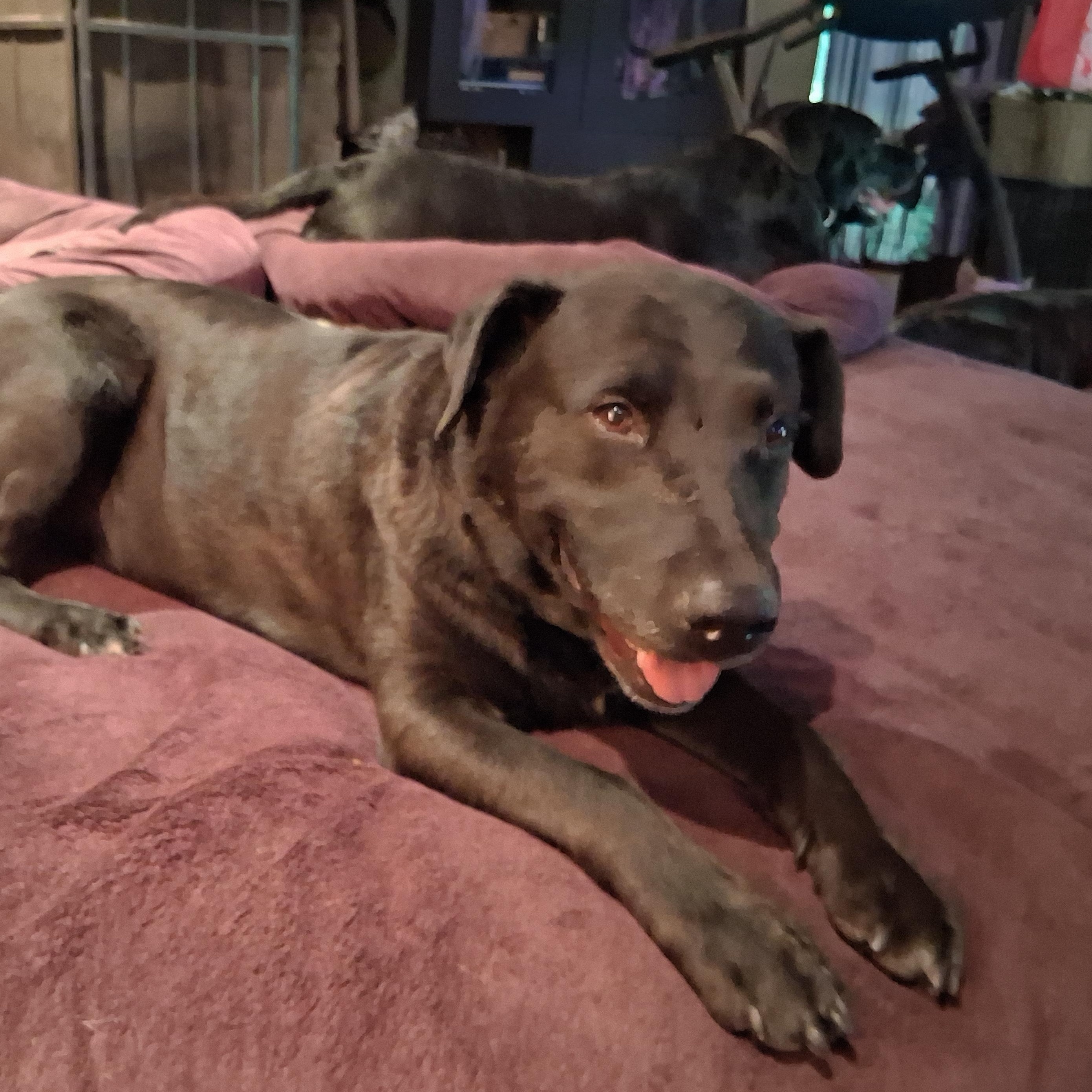 Buster, a ADOPTABLE mixed breed in North Jackson, OH image 2/5