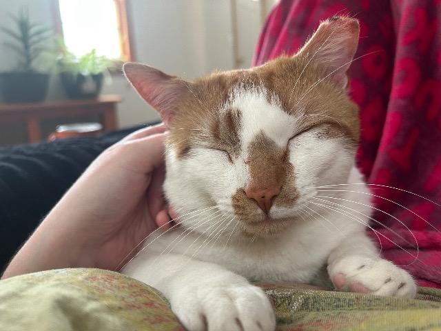 Howie, Adoptable, Young Male Domestic Short Hair.