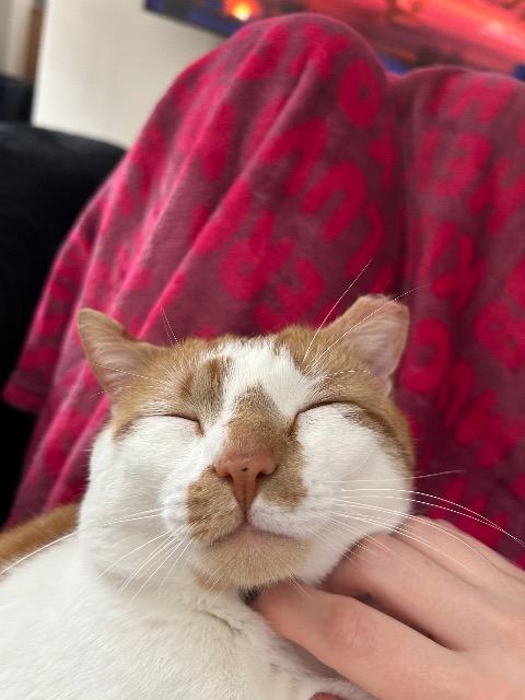 Enlarge Howie, a Adoptable mixed breed in Pawtucket, RI image 3/5