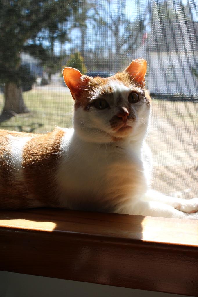 Enlarge Howie Foster-to-Adopt Available!, a Adoptable mixed breed in Pawtucket, RI image 3/6