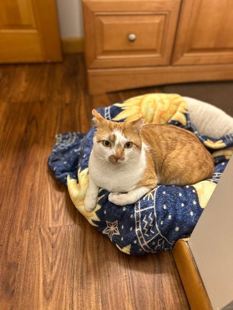 Enlarge Howie, a Adoptable mixed breed in Pawtucket, RI image 5/5