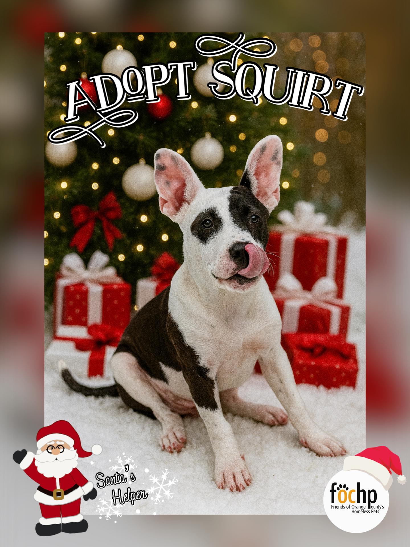 Squirt, Adoptable, Puppy Male American Bulldog.