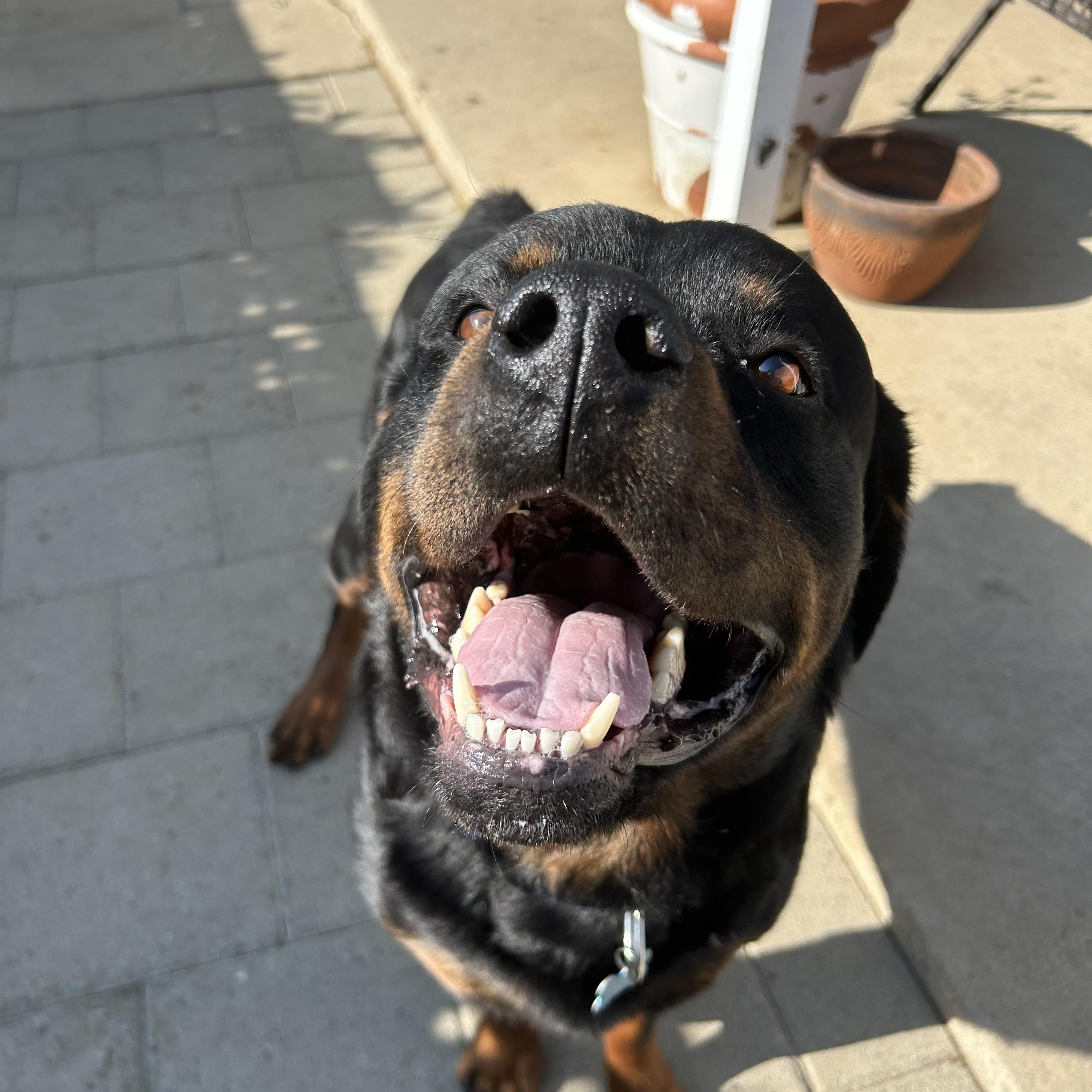 Enlarge Duke, a Adoptable Rottweiler in Ramona, CA image 1/2
