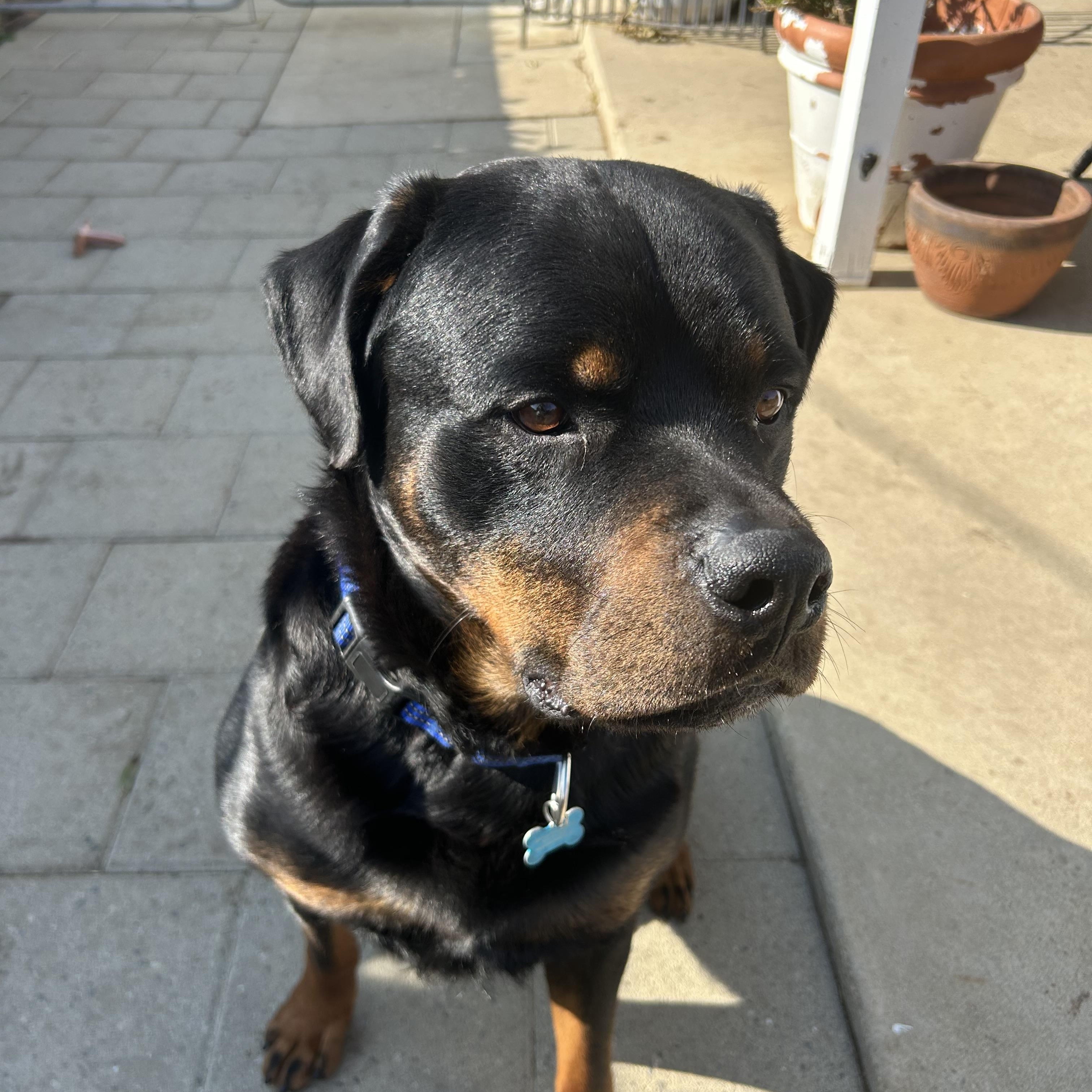 Enlarge Duke, a Adoptable Rottweiler in Ramona, CA image 2/2