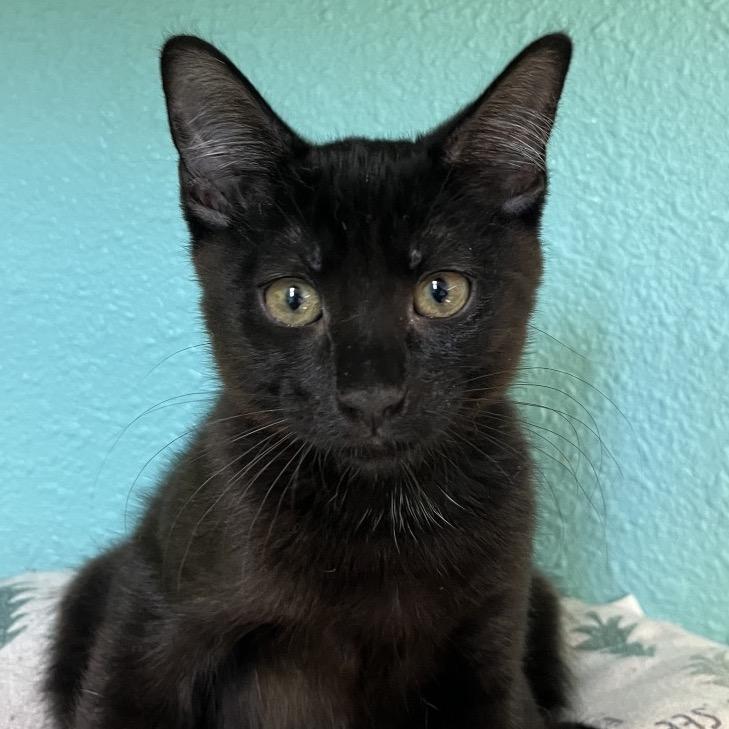 Enlarge Cricket, a Adoptable Domestic Short Hair in Fresno, CA image 1/1