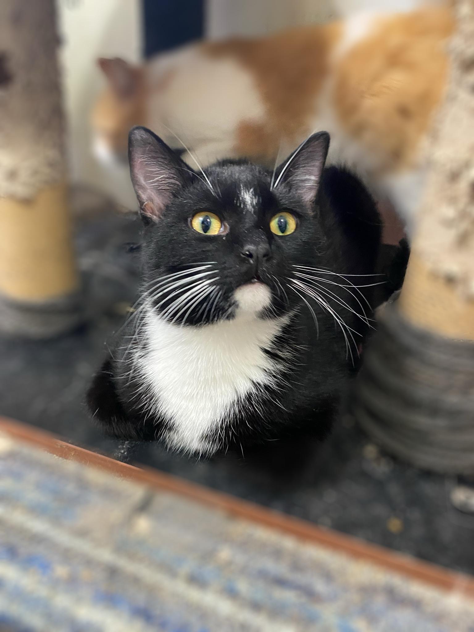 Asher — thumbnail 2