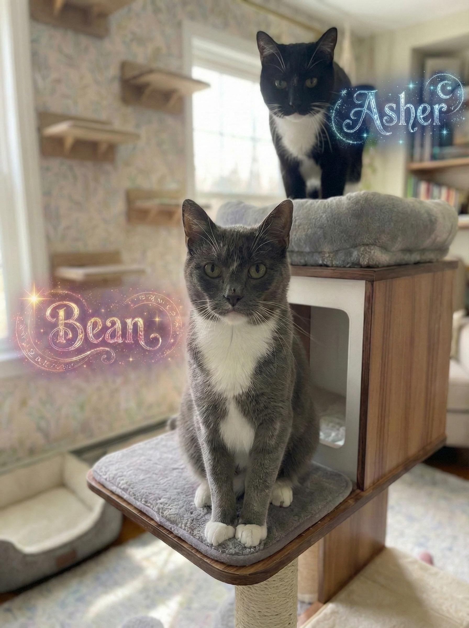 Asher — thumbnail 3