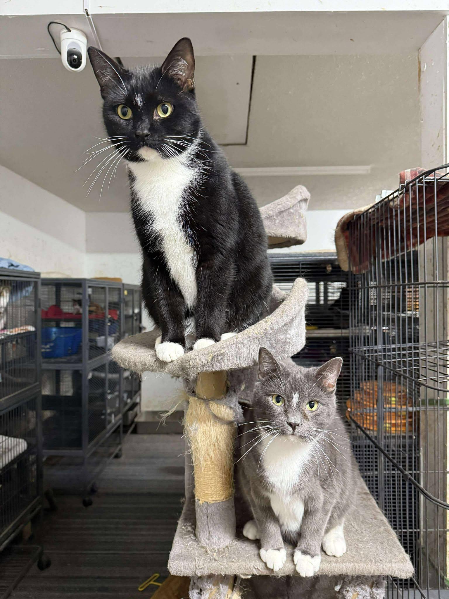 Asher — thumbnail 4