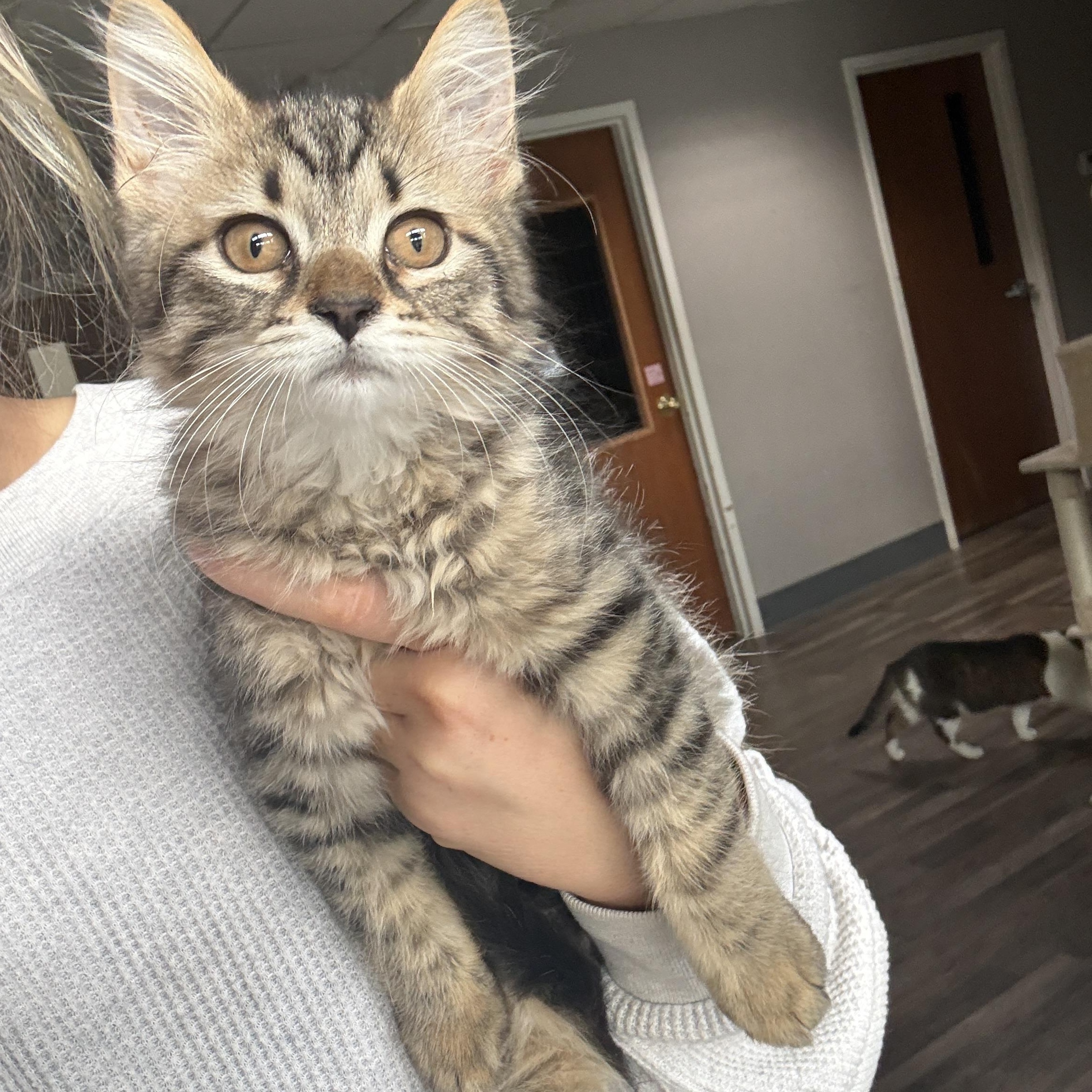 Enlarge Lisa, a Adoptable Domestic Medium Hair in Oconto, WI image 2/2