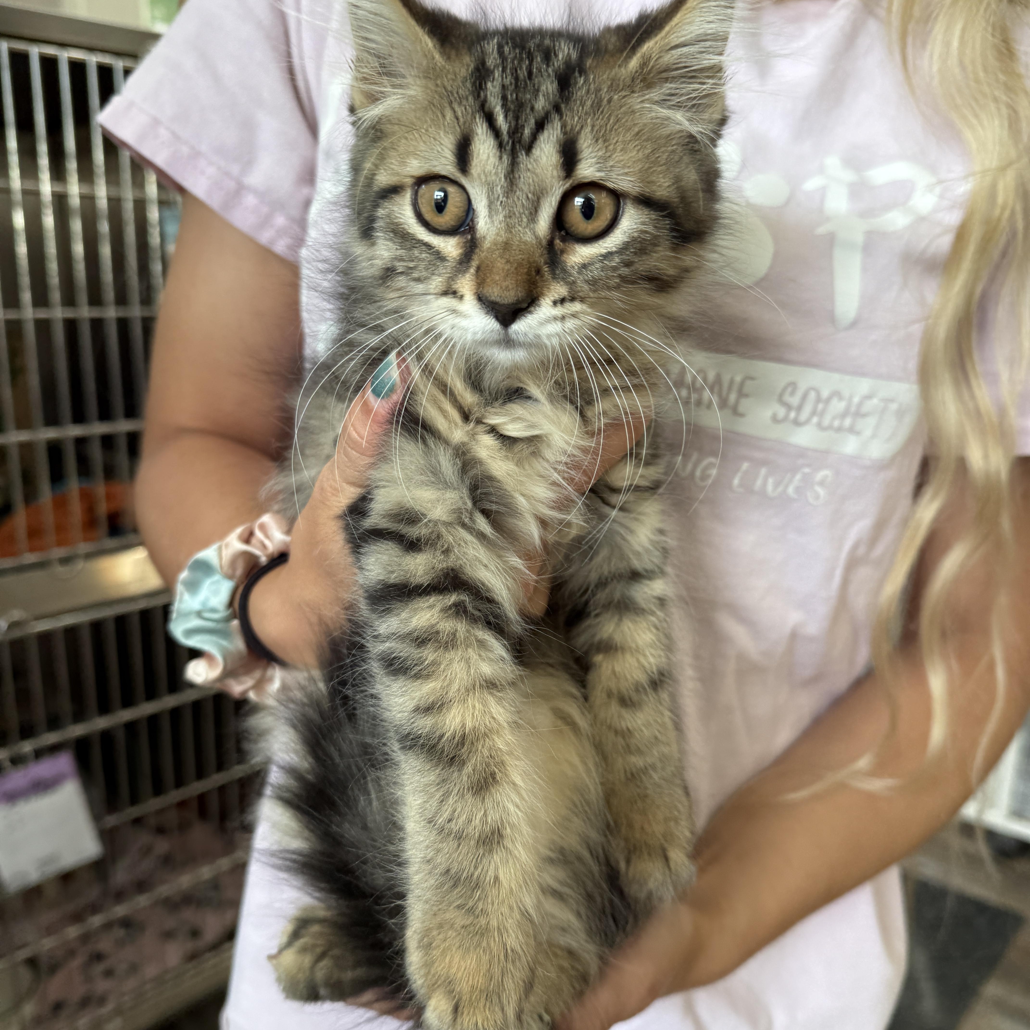 Lisa, Adoptable, Kitten Female Domestic Medium Hair.