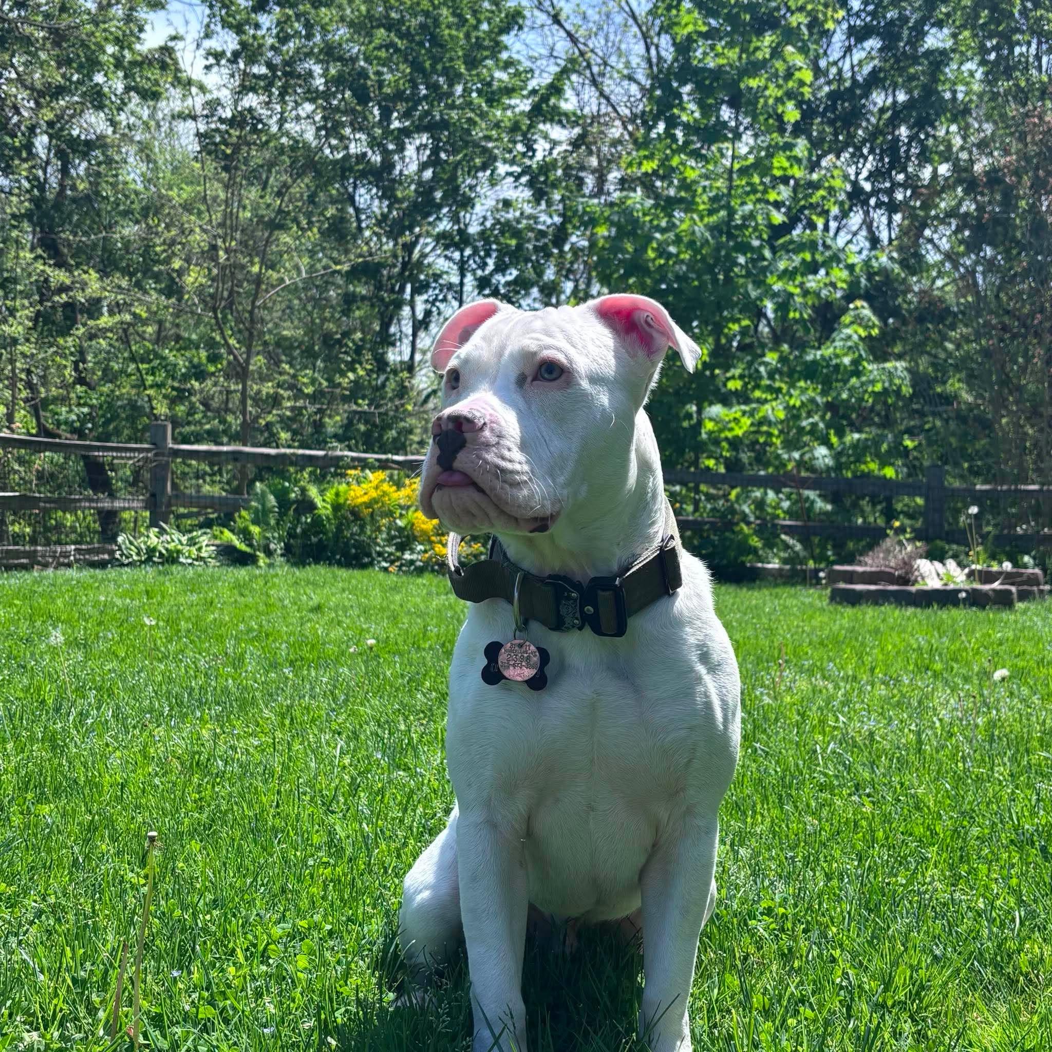 Enlarge Cooper, a ADOPTABLE mixed breed in Clay, NY image 5/5