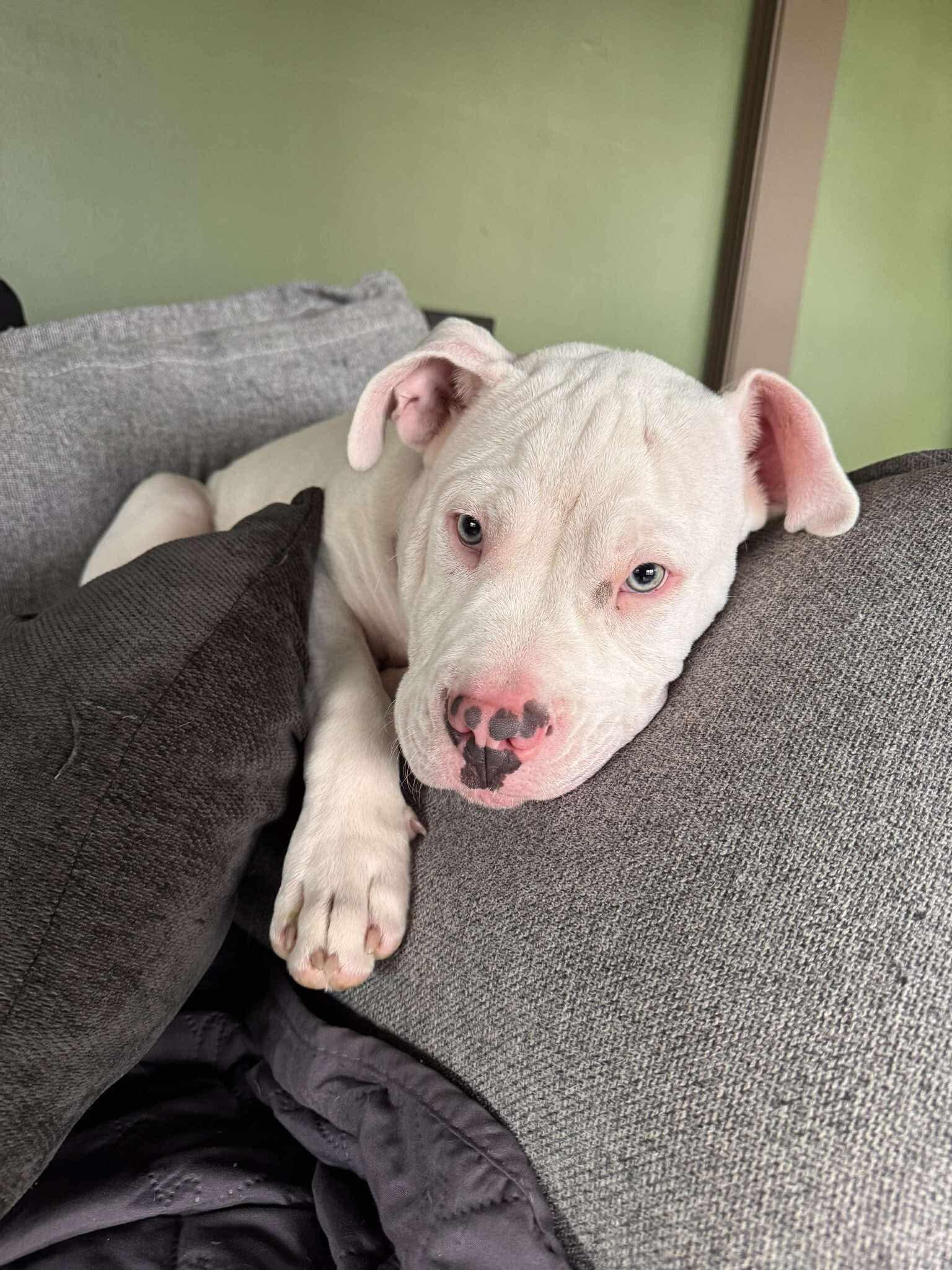 Cooper, ADOPTABLE, Puppy Male Pit Bull Terrier.