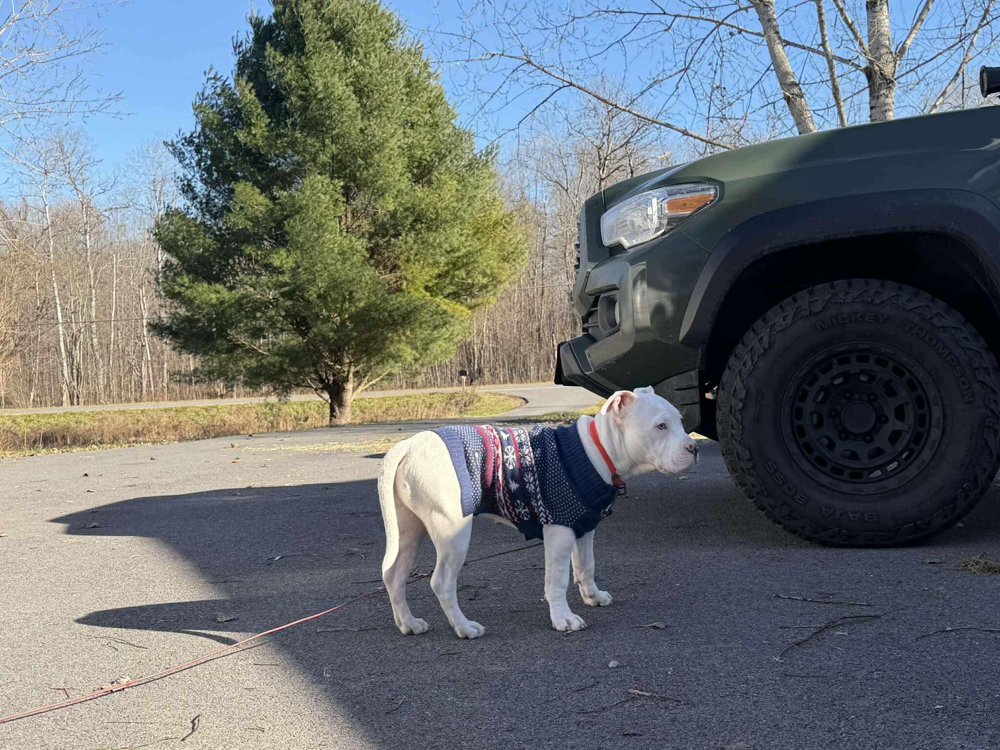 Cooper, a ADOPTABLE mixed breed in Clay, NY image 2/4