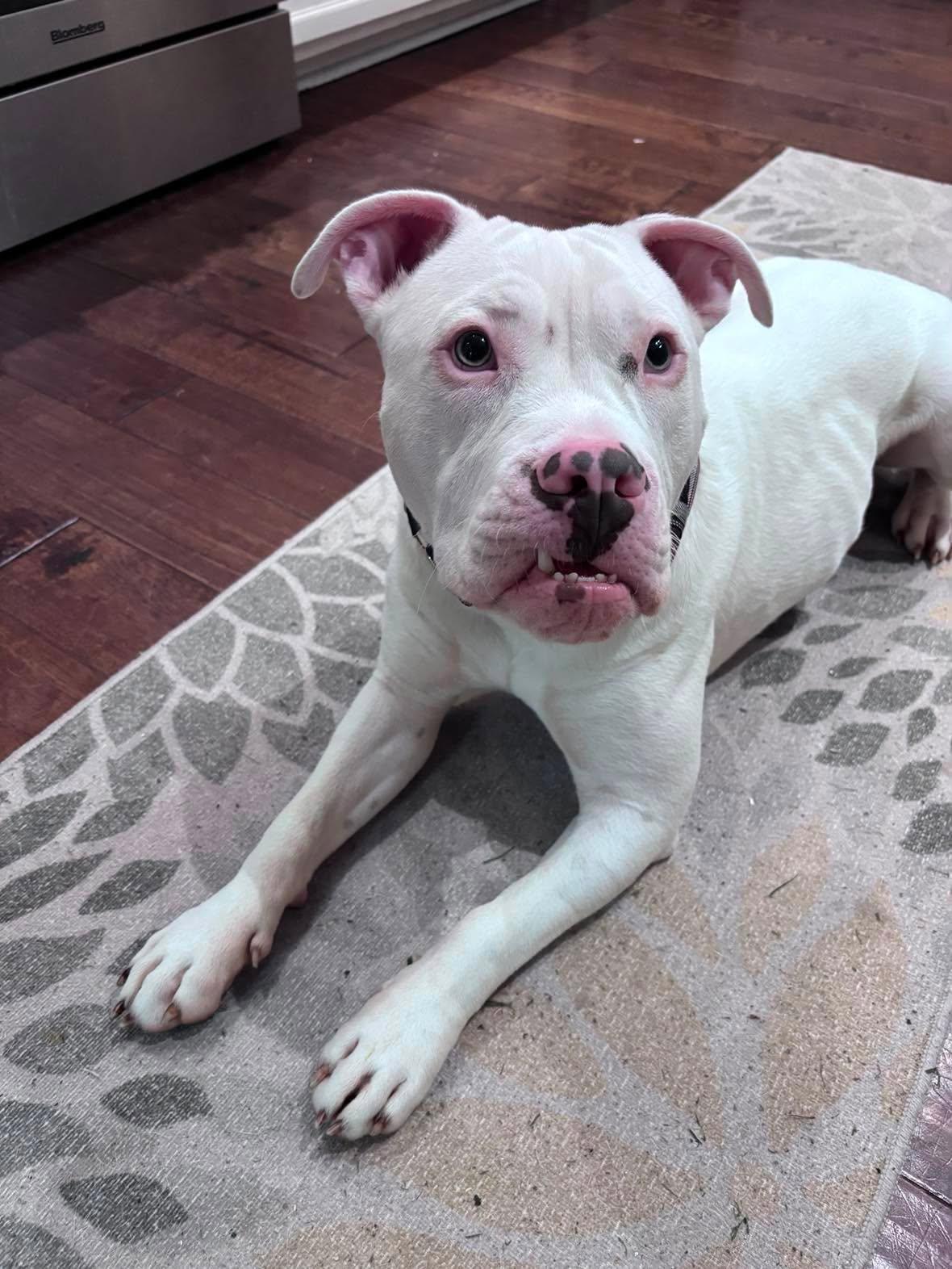 Enlarge Cooper, a ADOPTABLE mixed breed in Clay, NY image 2/5