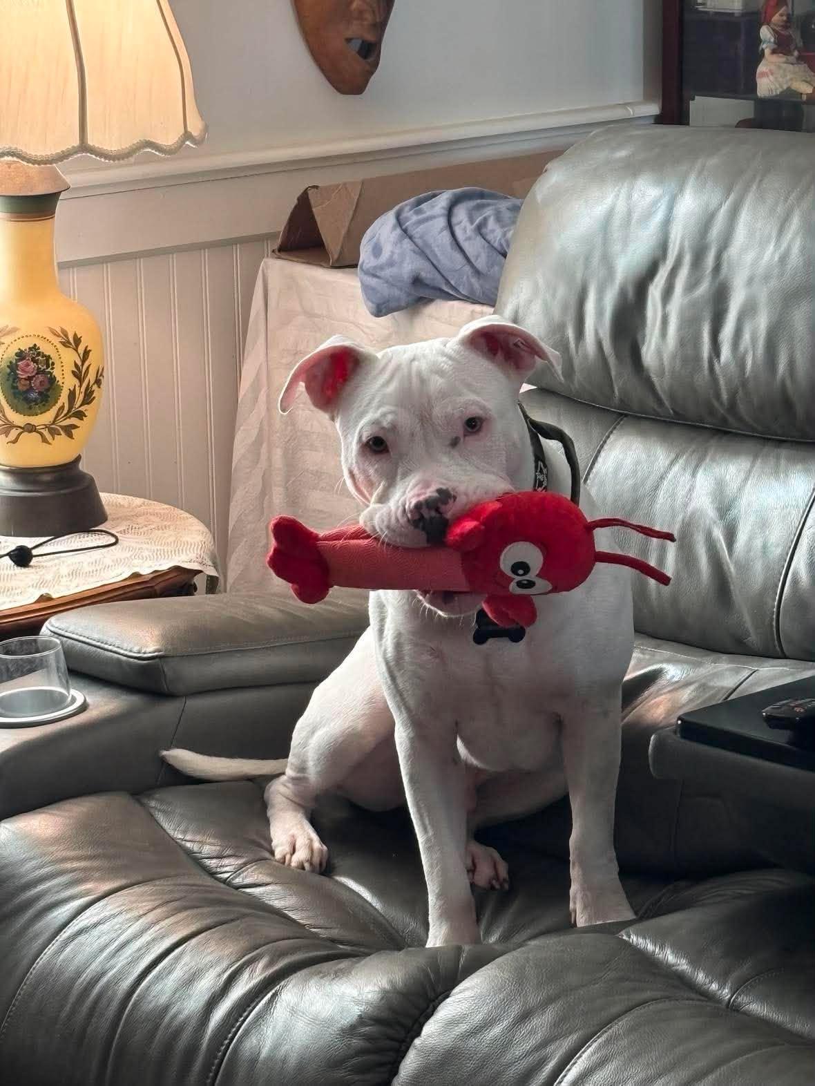 Enlarge Cooper, a ADOPTABLE mixed breed in Clay, NY image 3/5