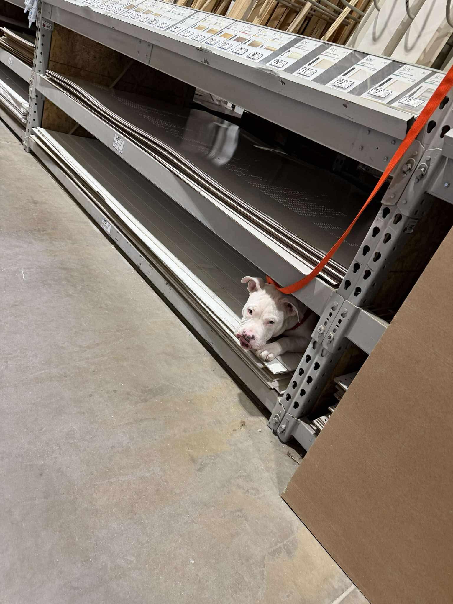 Cooper, a ADOPTABLE mixed breed in Clay, NY image 3/4