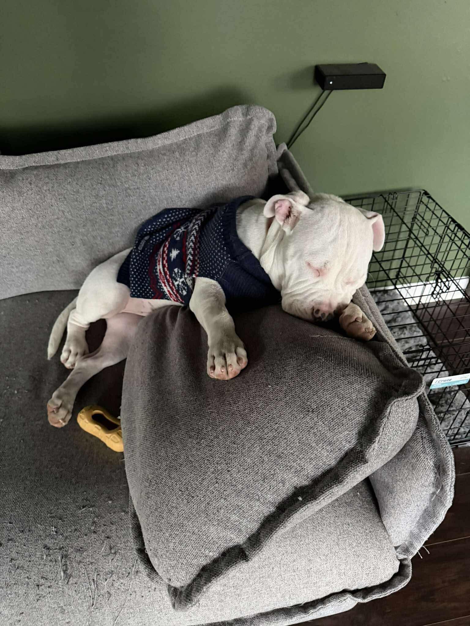 Cooper, a ADOPTABLE mixed breed in Clay, NY image 4/4