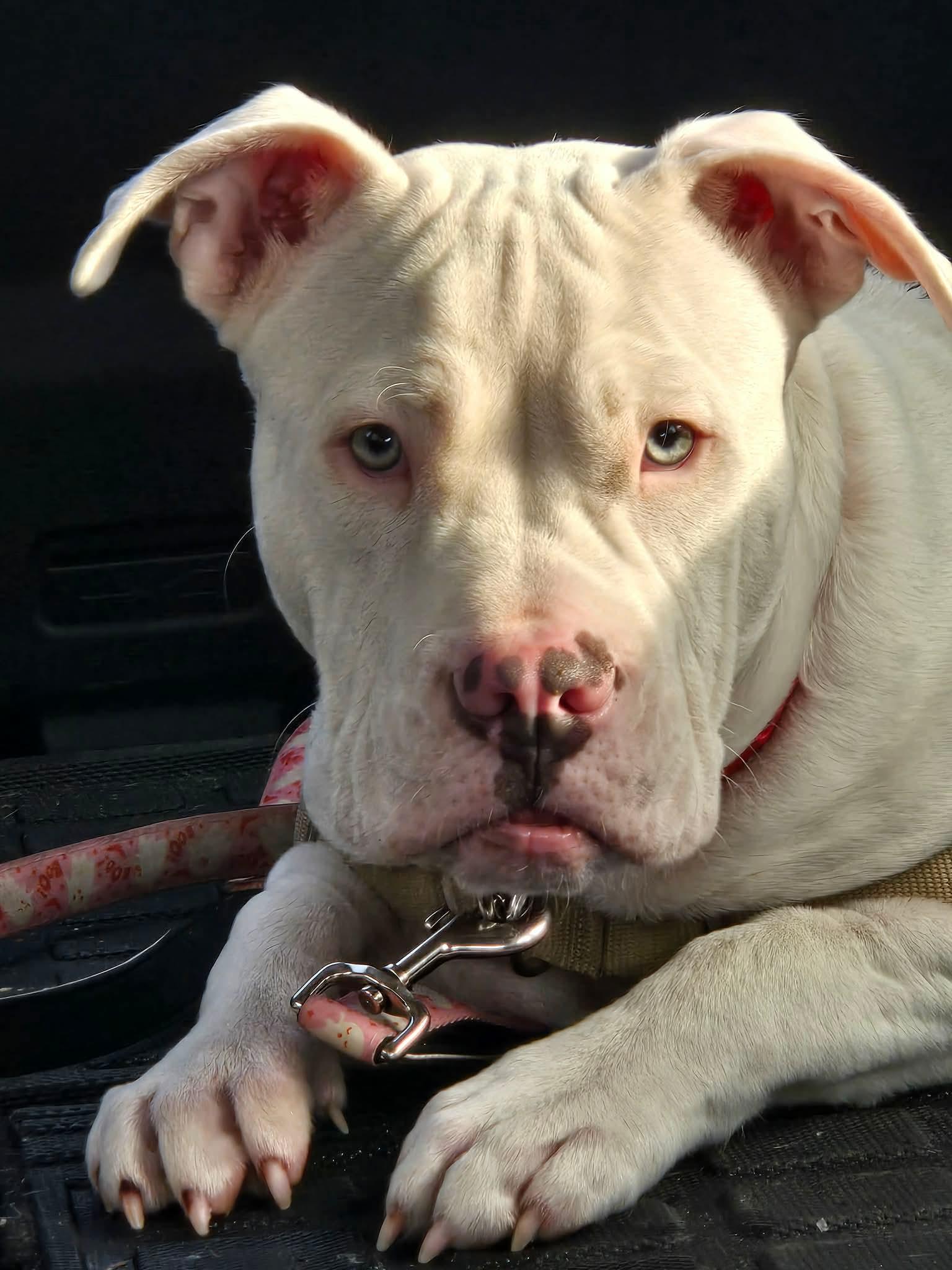 Cooper, ADOPTABLE, Puppy Male Pit Bull Terrier.