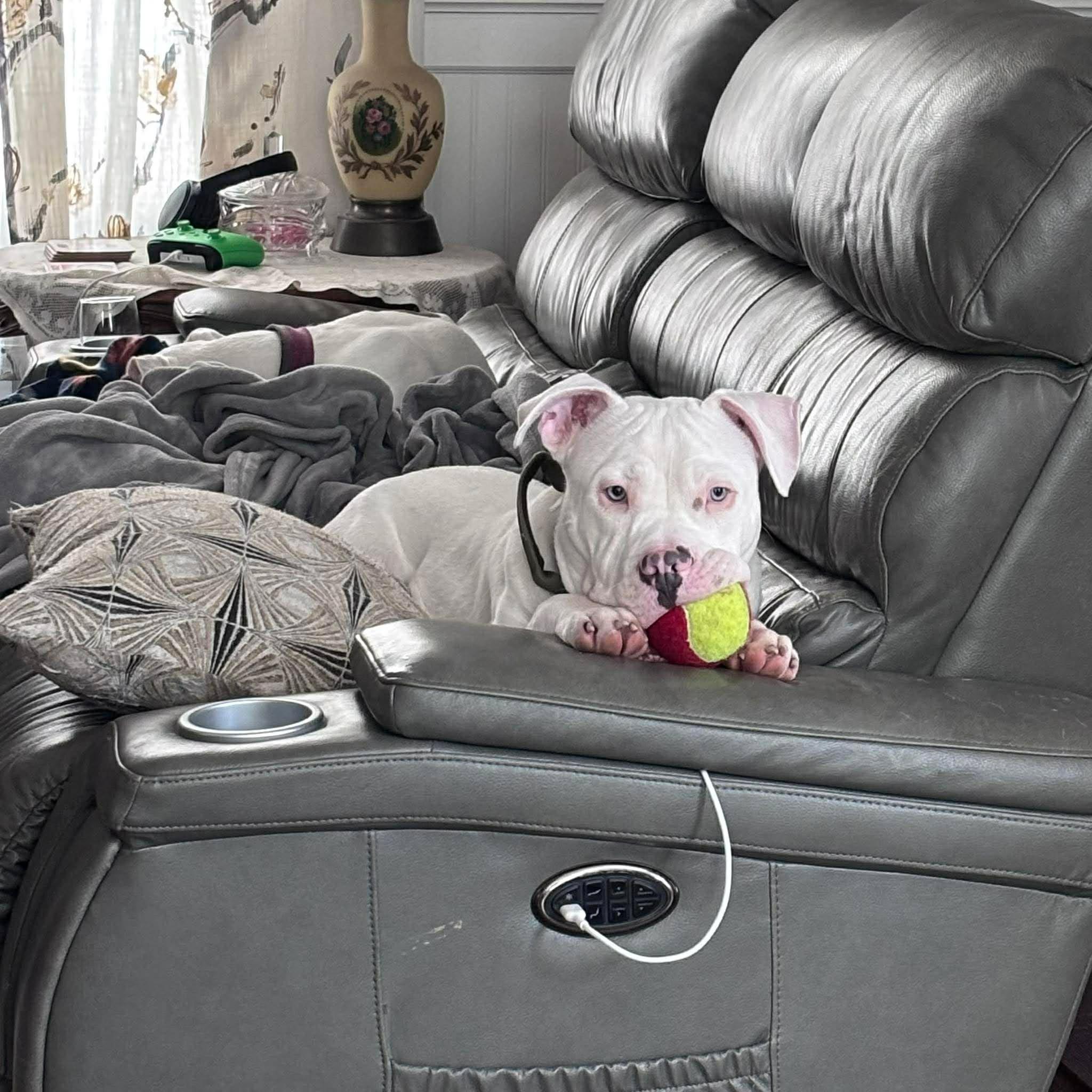 Cooper, ADOPTABLE, Young Male Pit Bull Terrier.