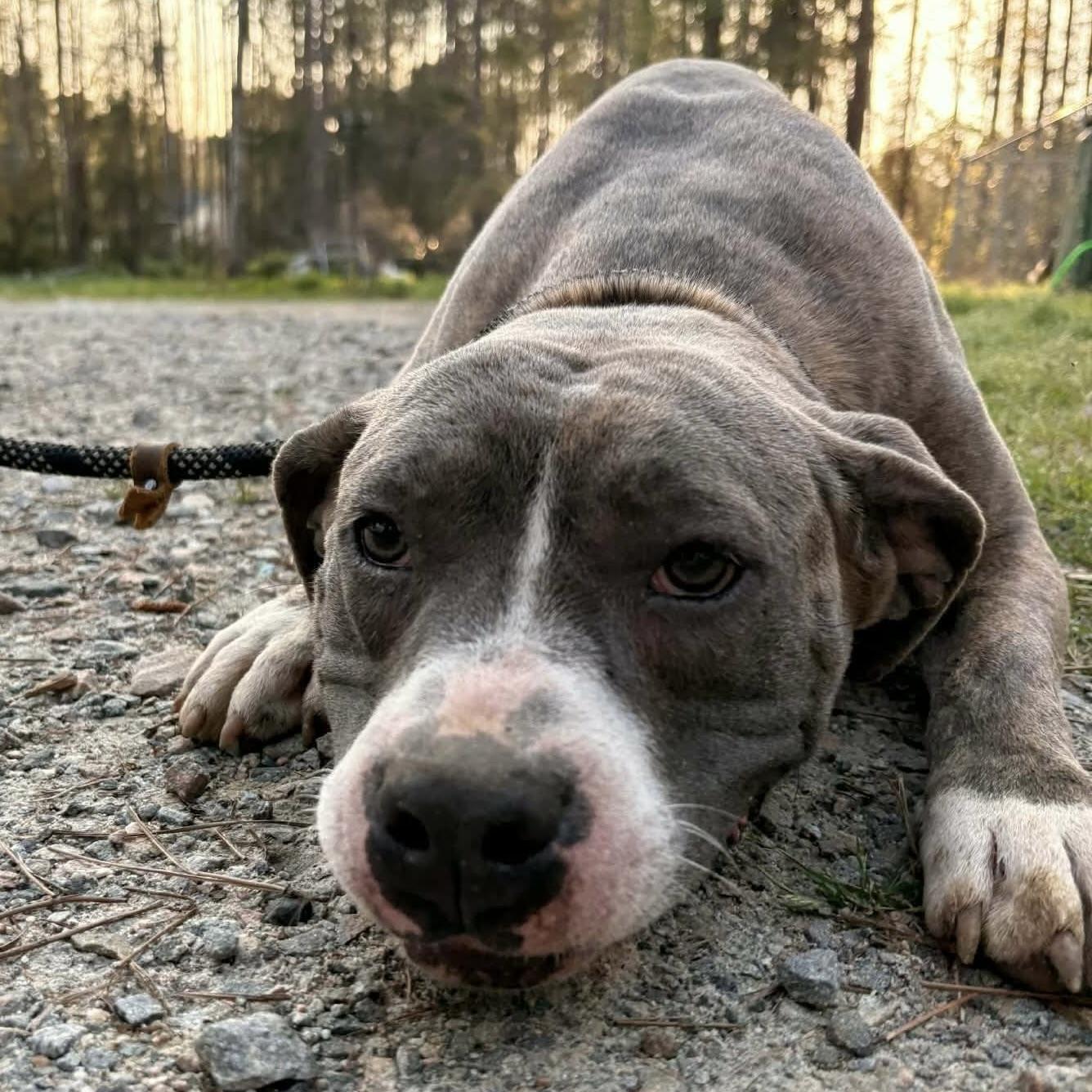 Bluey (20260306-02) — thumbnail 2