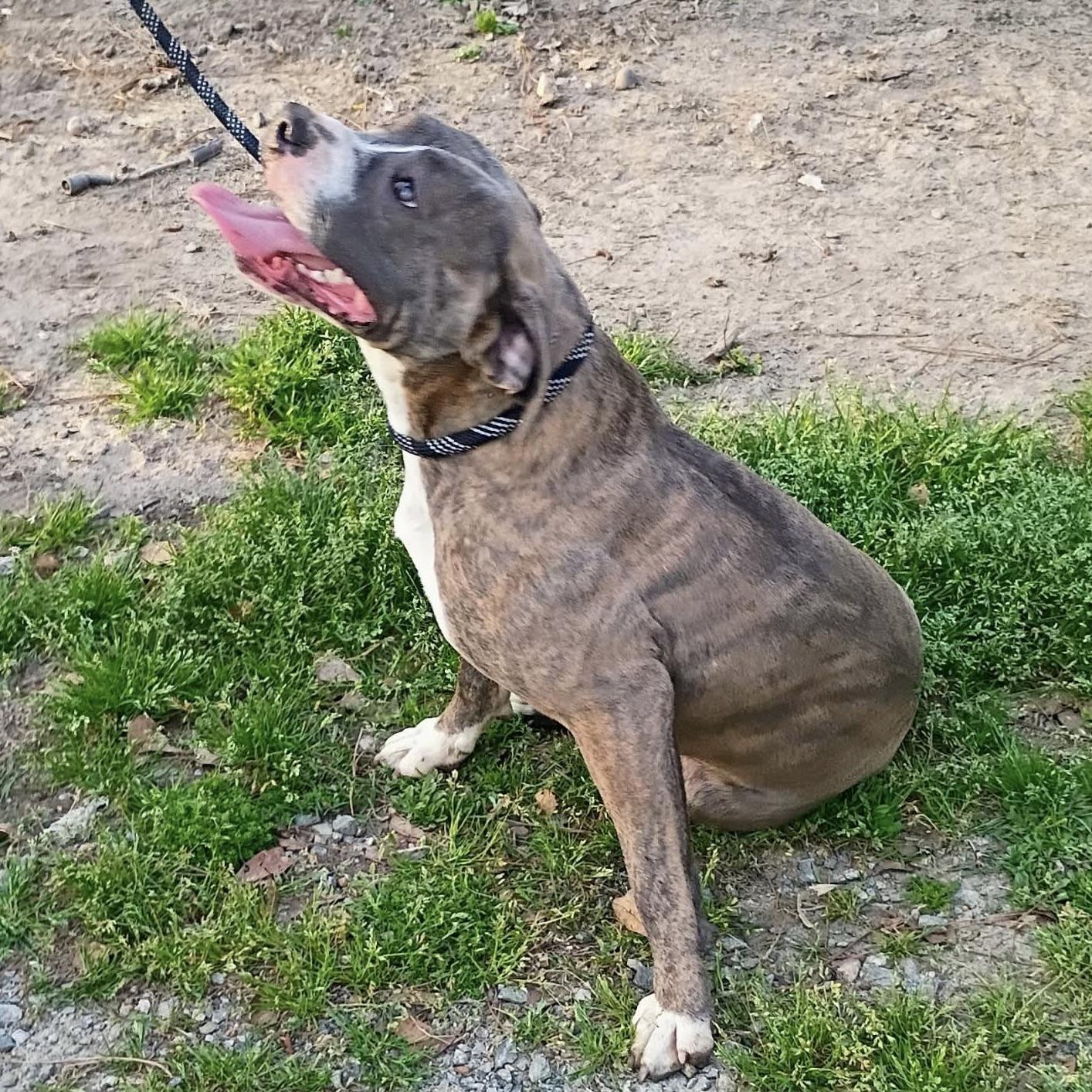 Bluey (20260306-02) — thumbnail 3